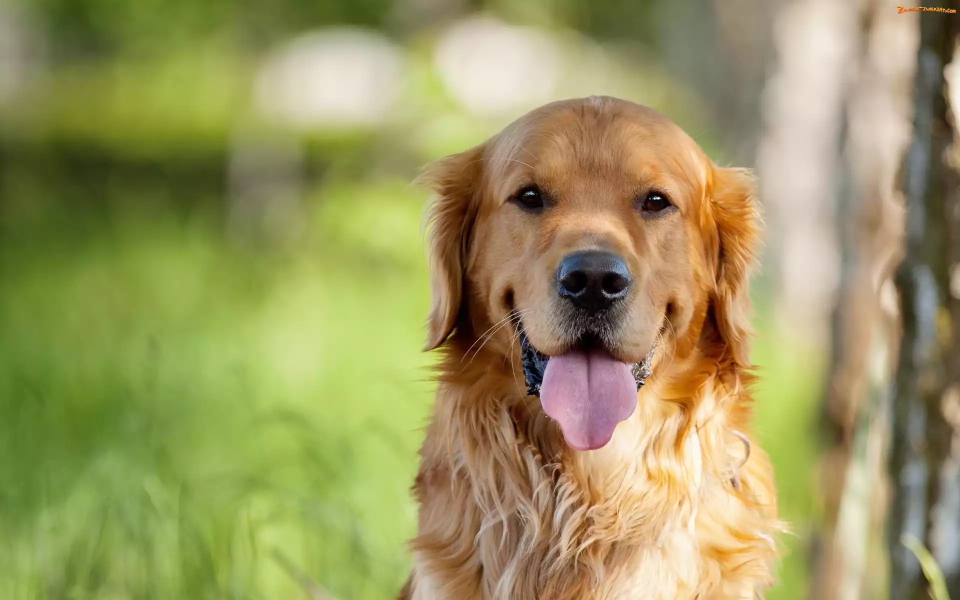 Retriever, Pies, Golden