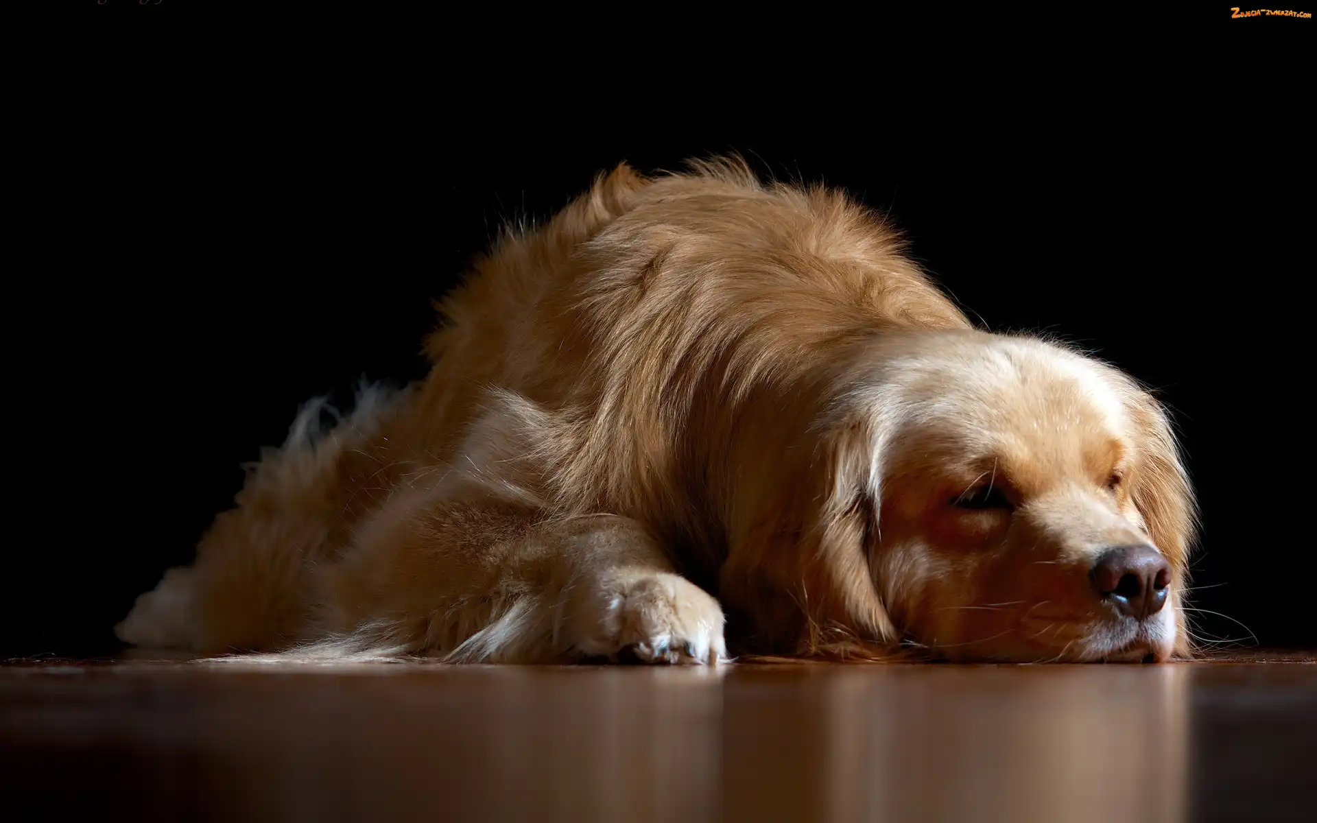 Retriever, Pies, Golden