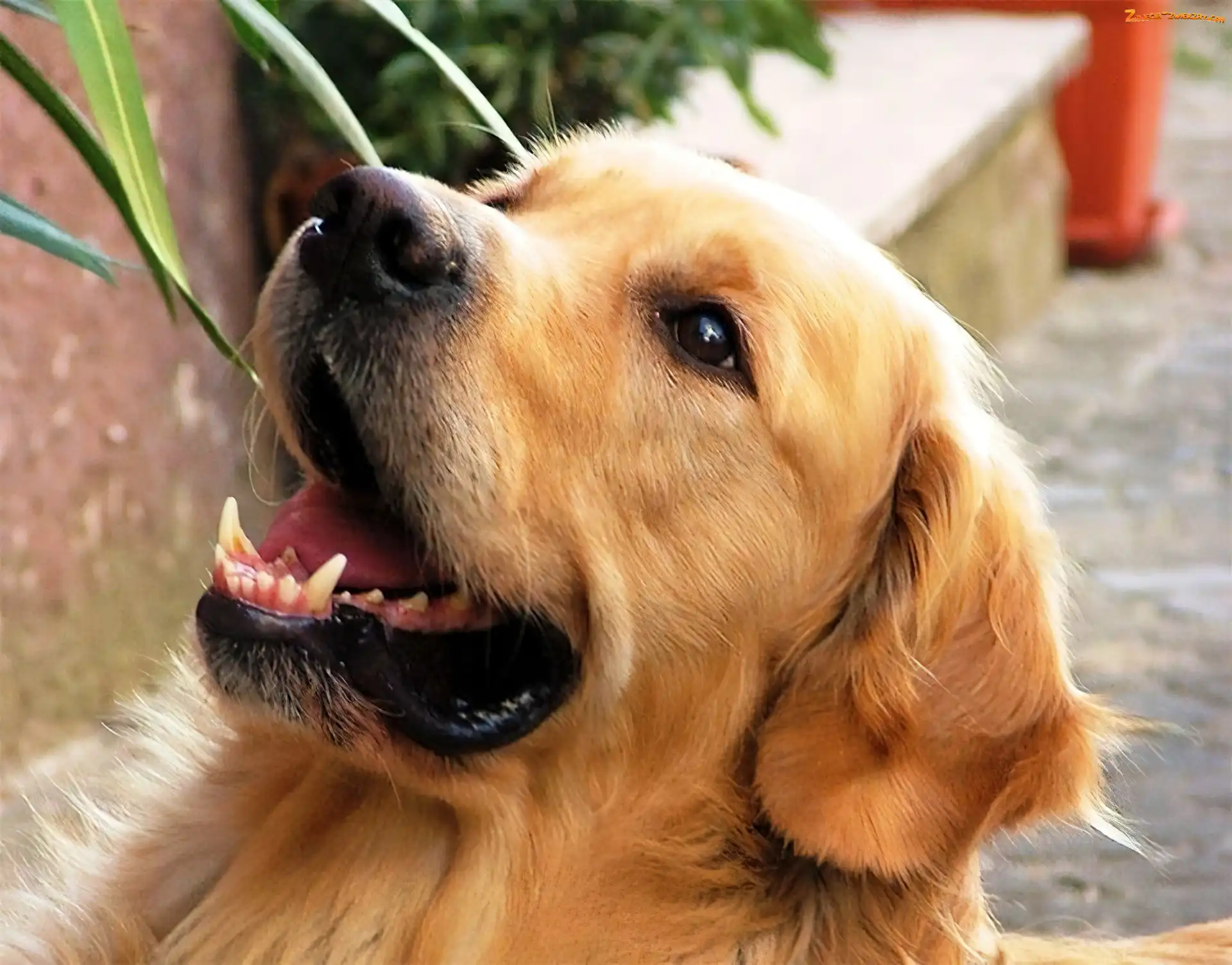 Retriever, Pies, Golden