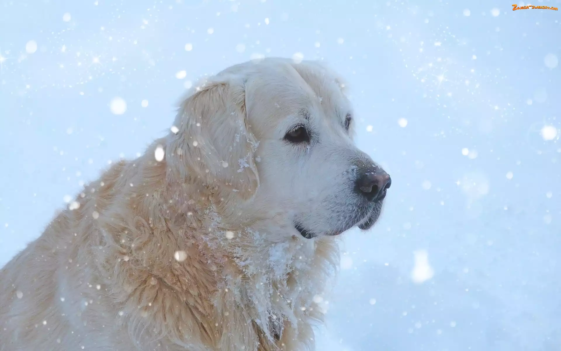 Pies, Zima, Golden Retriever, Śnieg