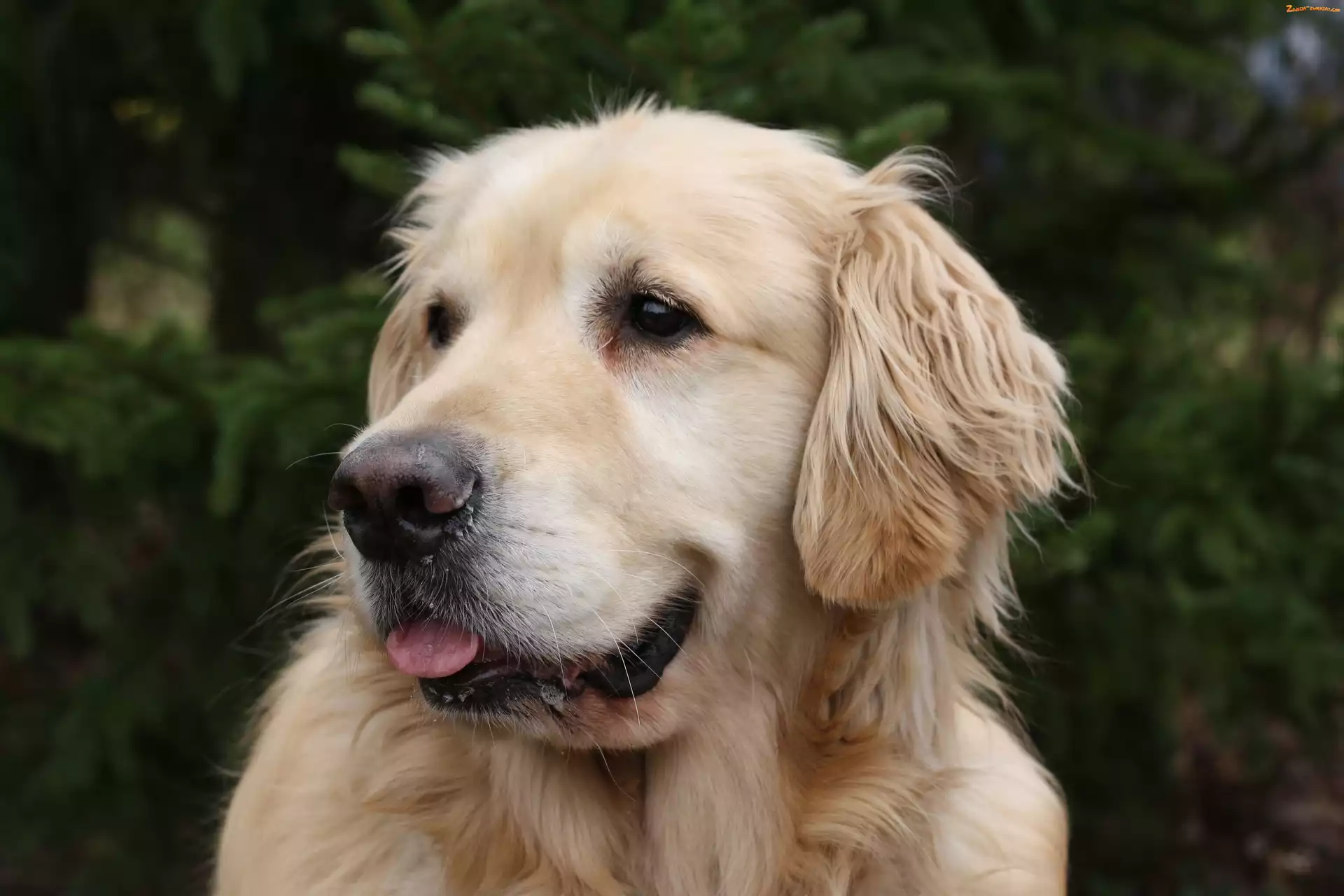Retriever, Pies, Golden