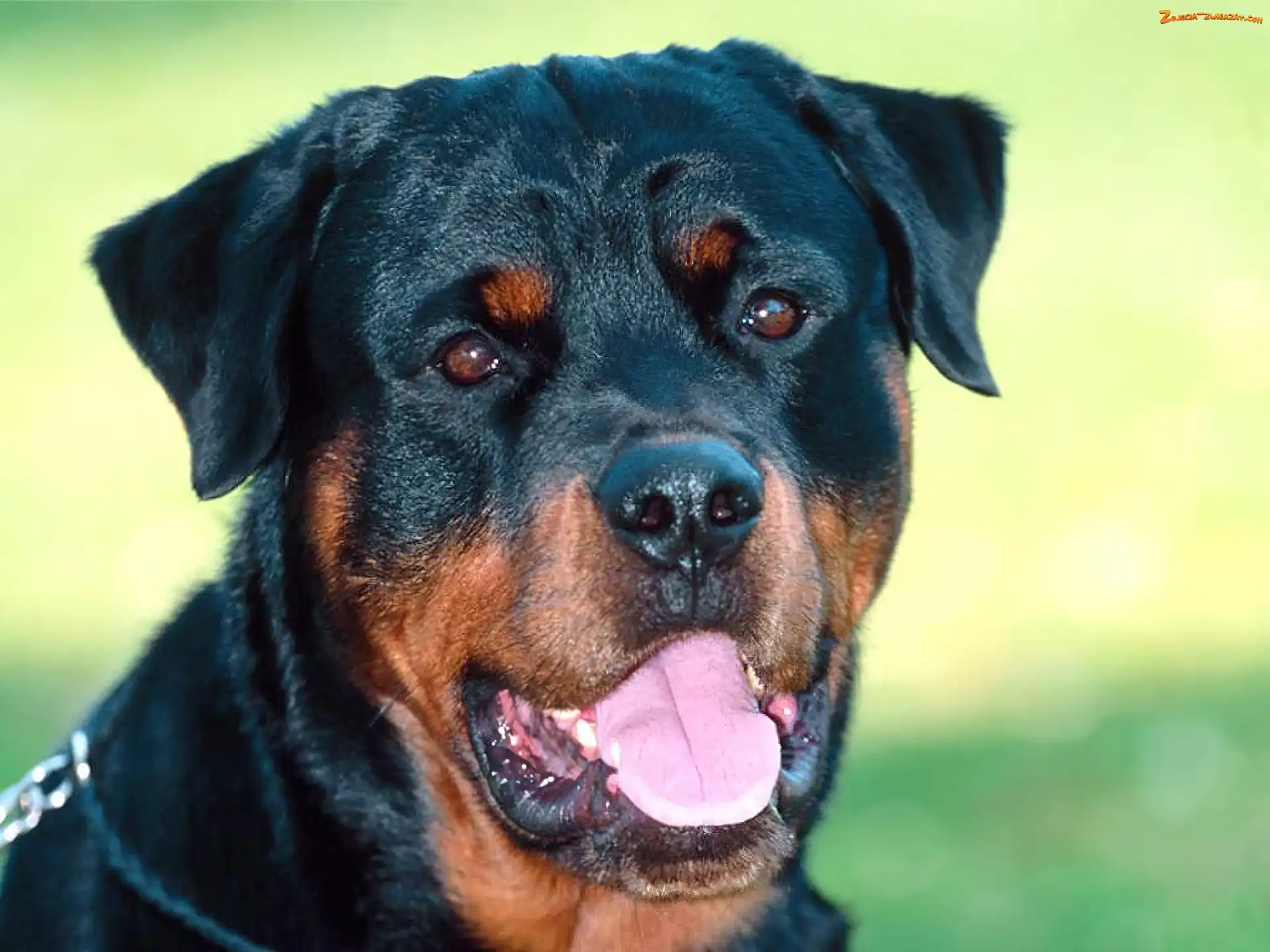 Rottweiler, Pies