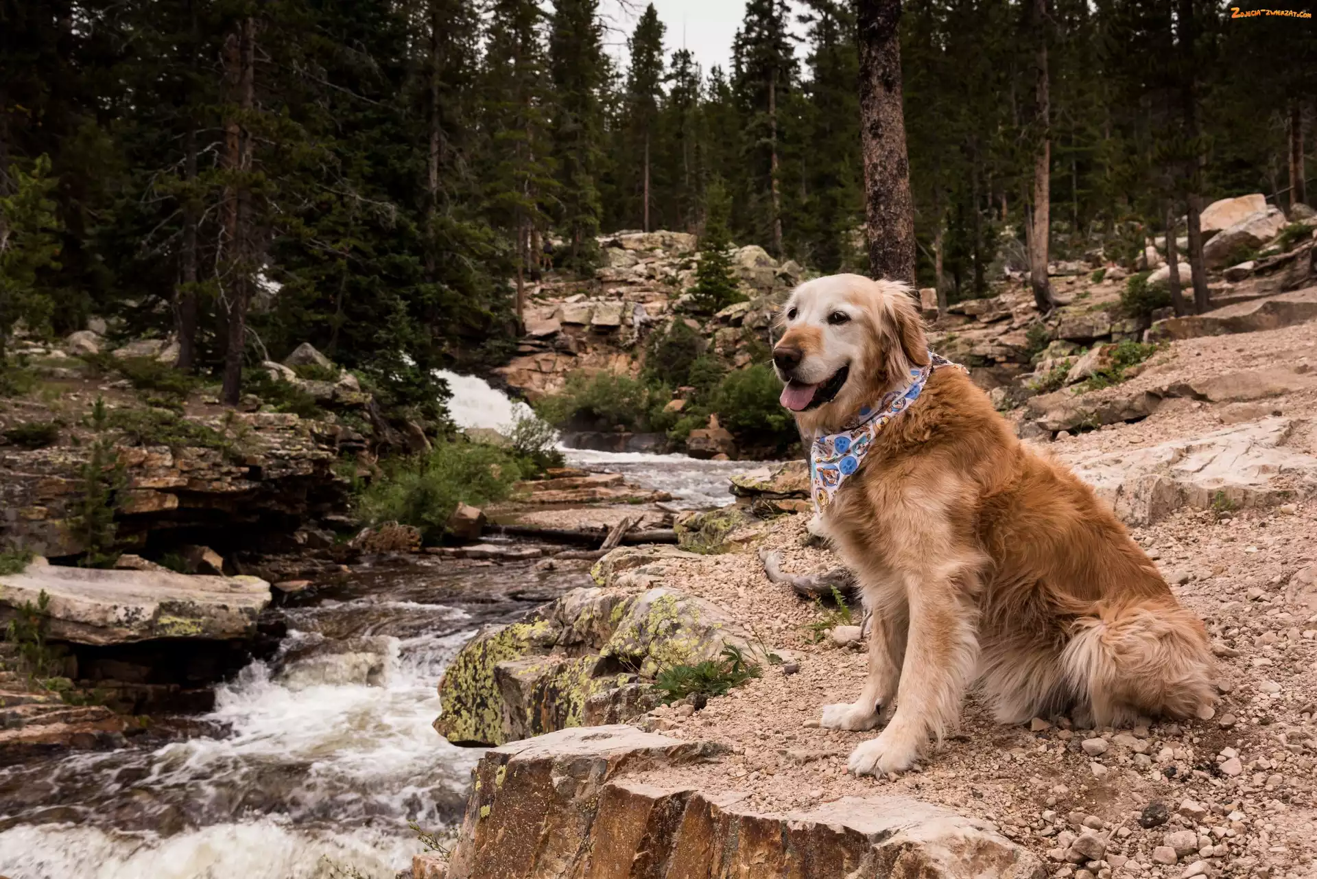 Rzeka, Pies, Drzewa, Las, Golden retriever, Kamienie