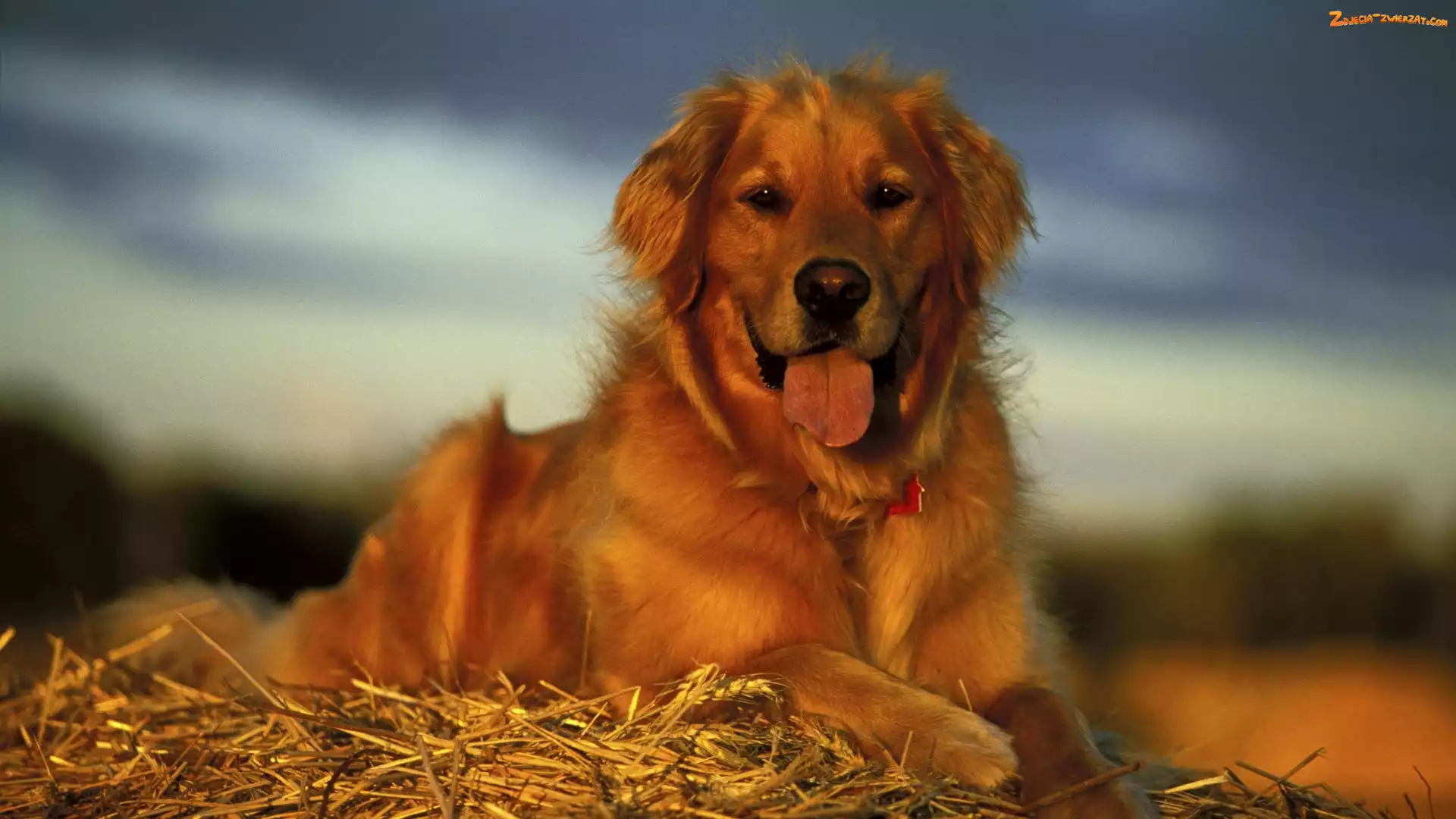 Golden retriever, Słoma, Pies, Język