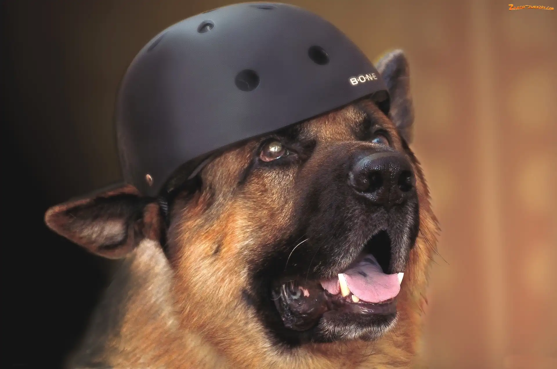 Smieszne, Pies, Helm