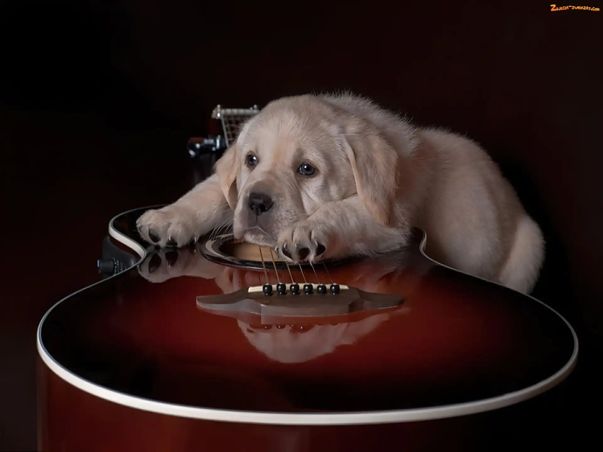 Gitara, Golden retriever, Szczeniak, Smutny, Pies