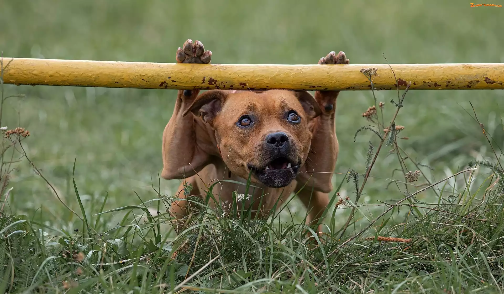 Trawa, Pies, Staffordshire Bull terrier