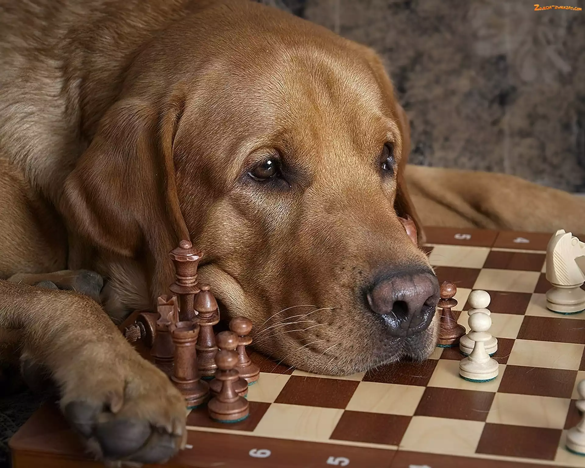 Szachy, Pies, Labrador retriever