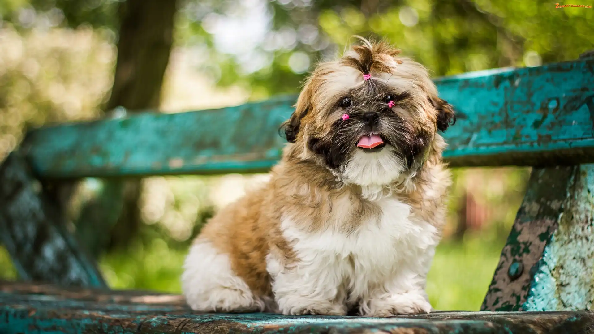Szczeniak, Pies, Ławka, Gumki, Shih tzu, Różowe