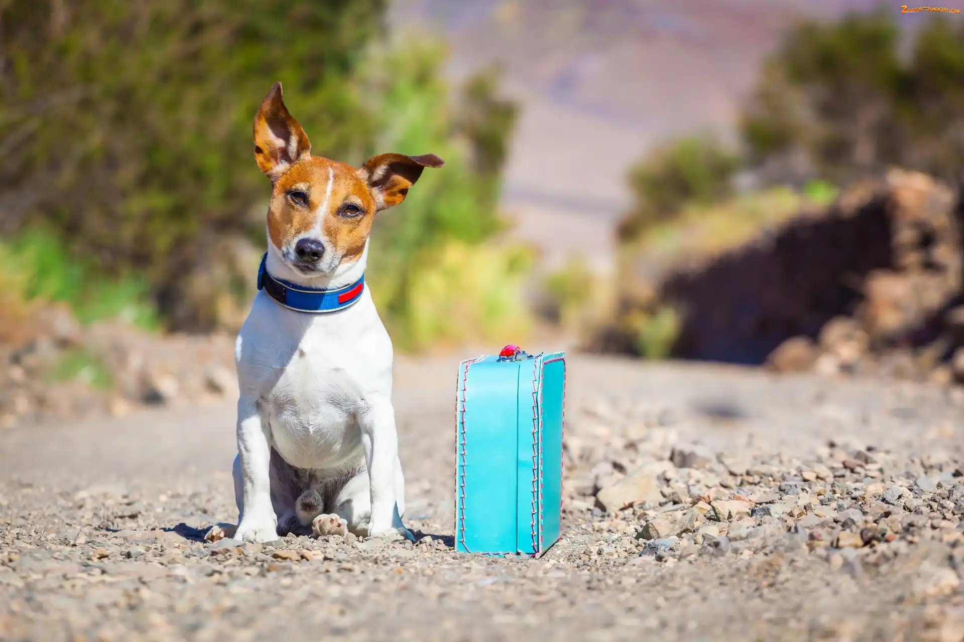 Terrier, Pies, Droga, Walizka, Jack Russell, Podróżnik