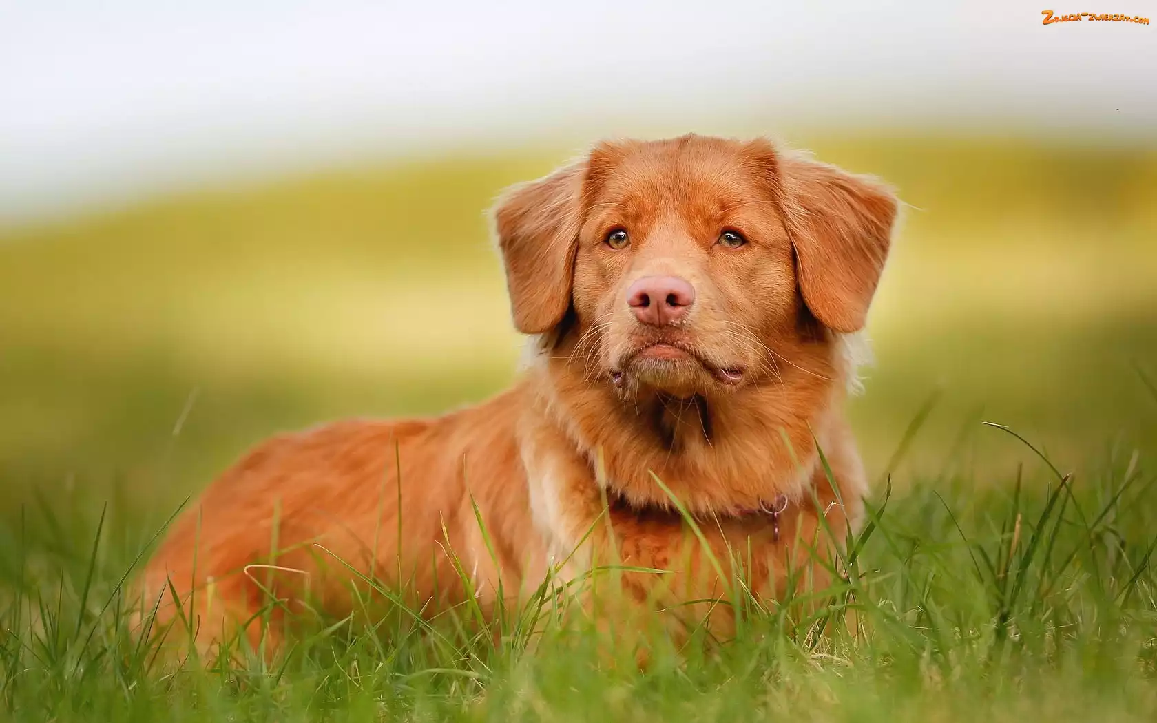 Trawa, Pies, Retriever