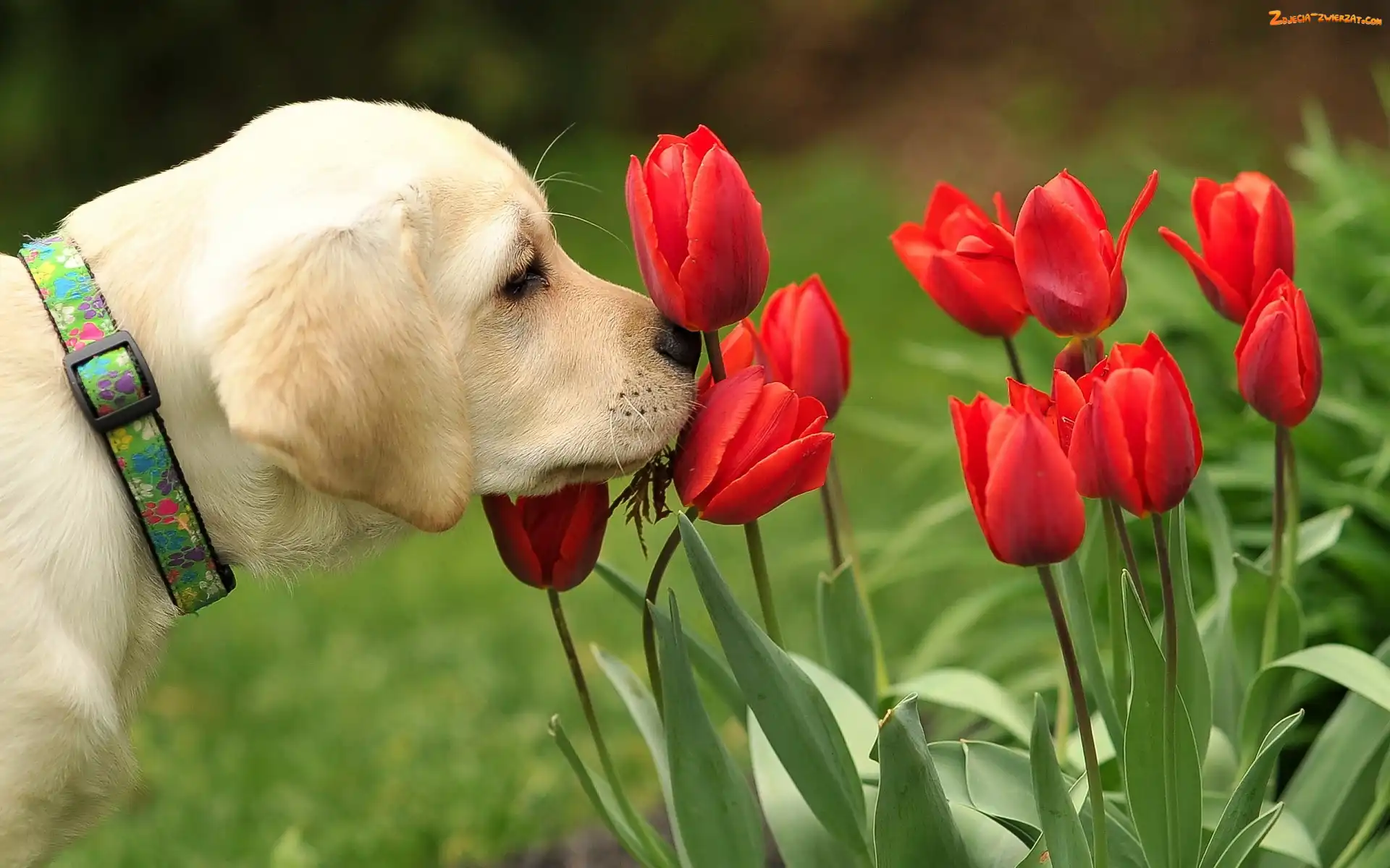 Tulipany, Pies, Czerwone