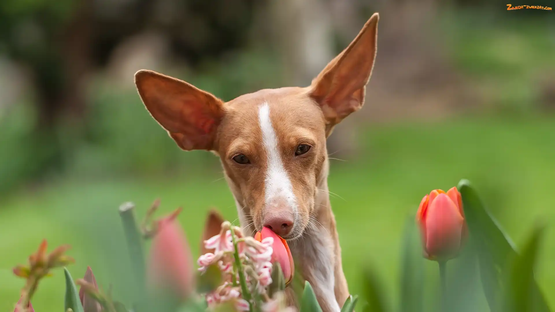 Rudy, Tulipany, Podenco z Ibizy, Pies