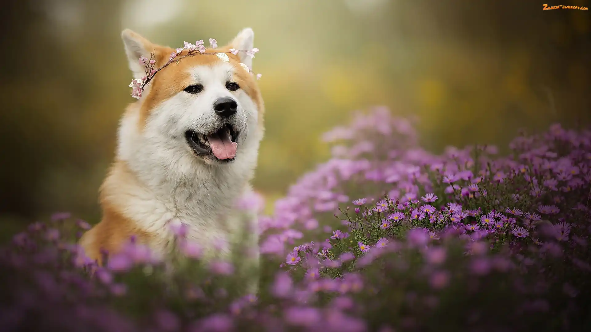 Mordka, Pies, Astry marcinki, Kwiaty, Akita inu, Wianek