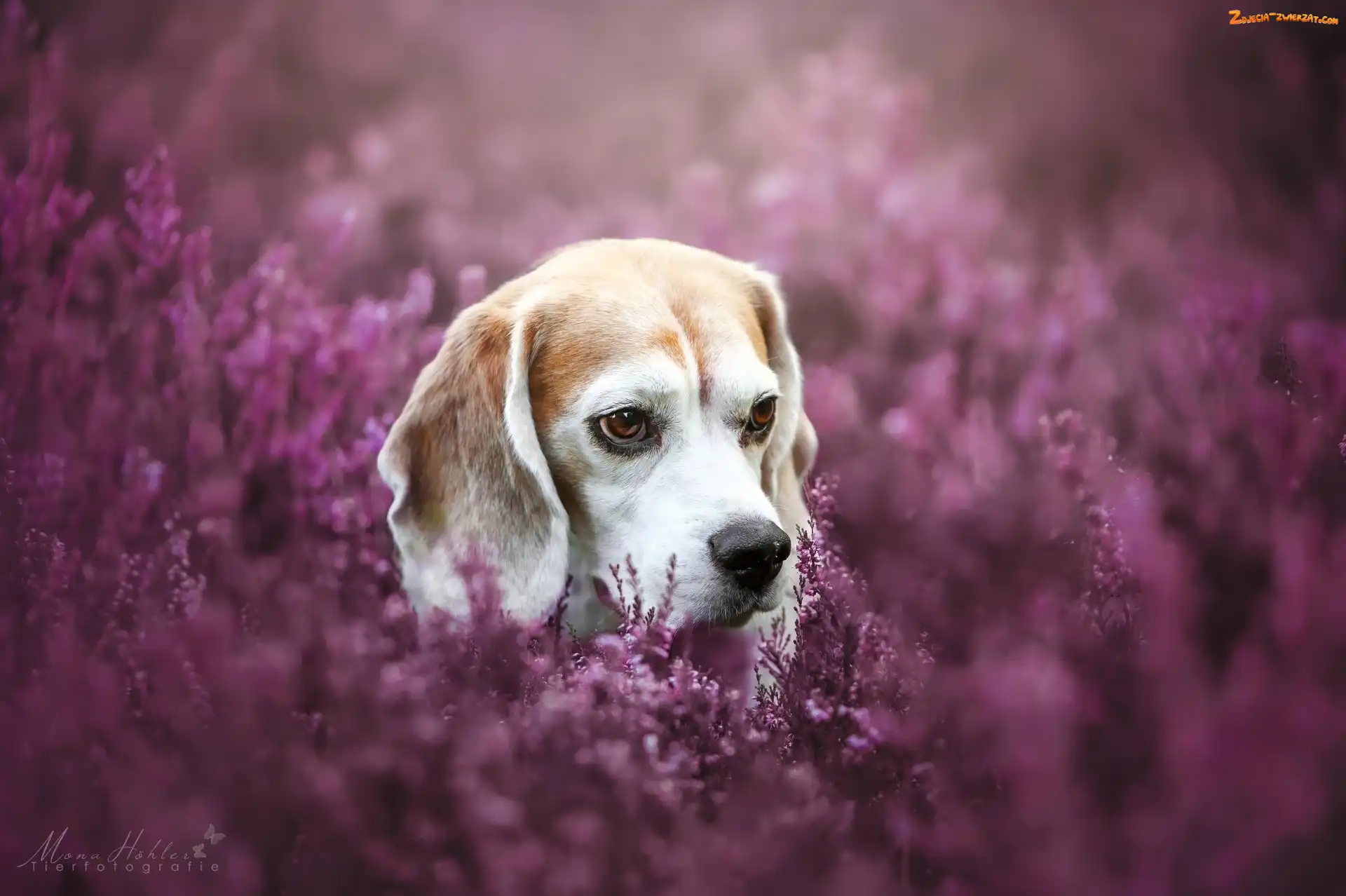 Wrzosy, Pies, Beagle