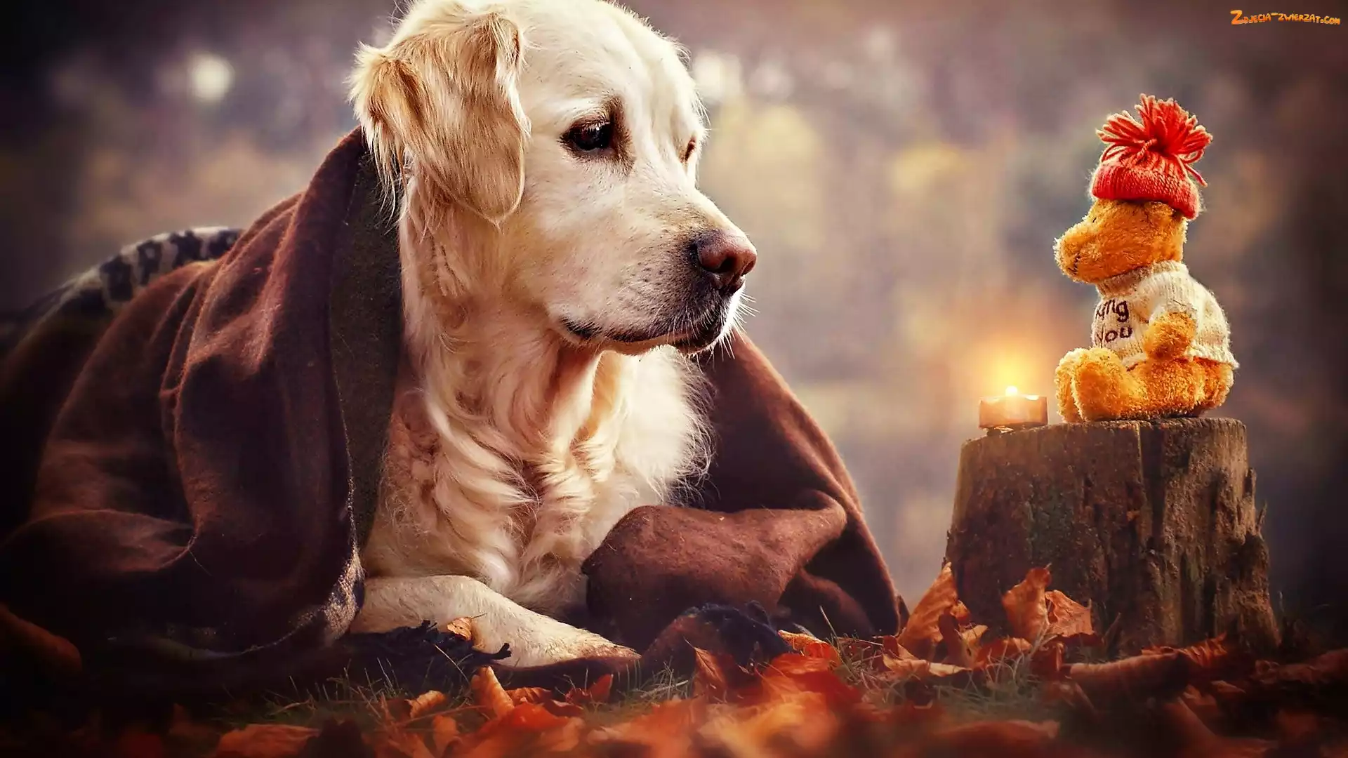 Zabawka, Pies, Pień, Świeczka, Golden retriever, Miś