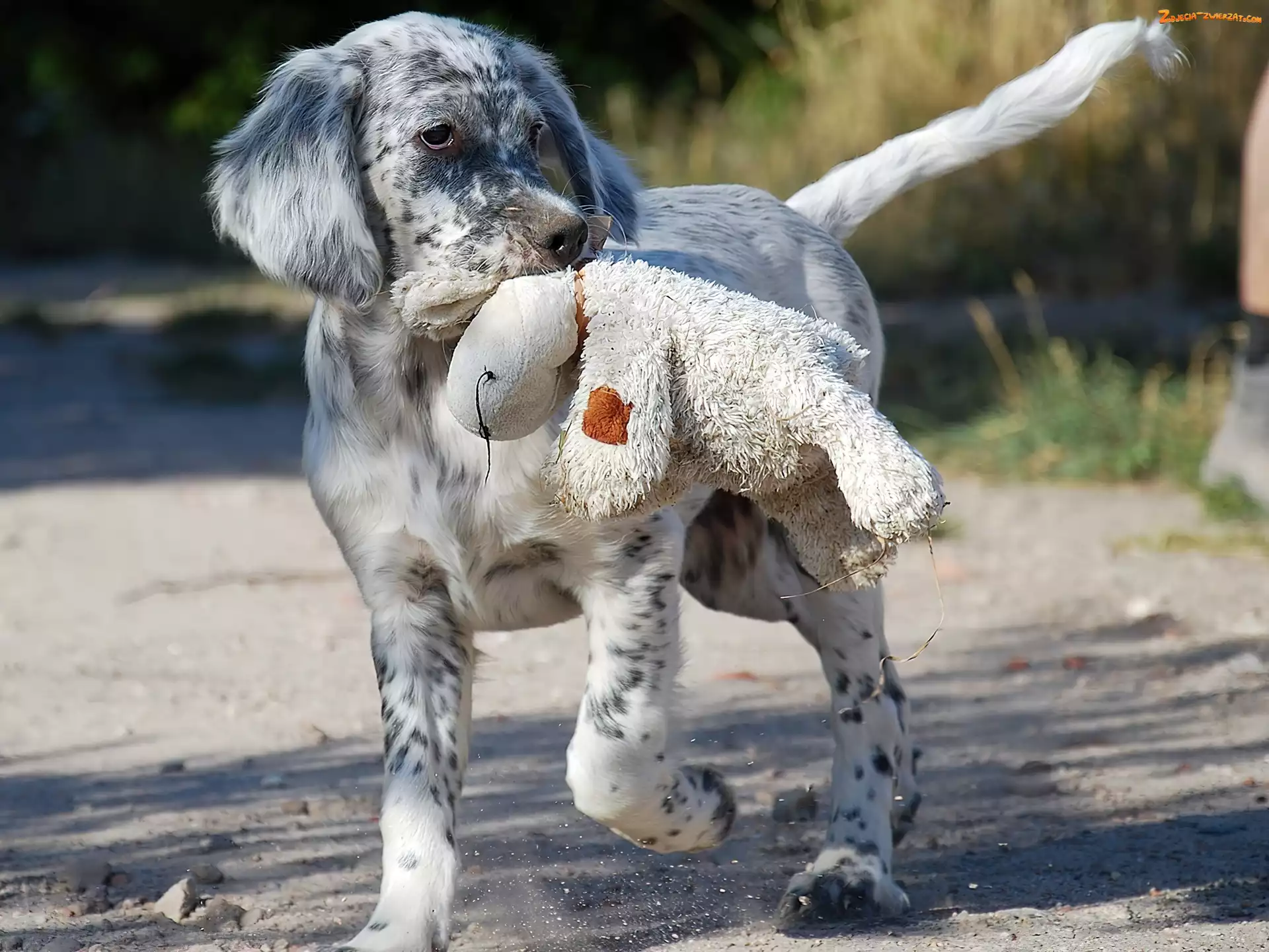Australian shepherd, Pies, Owczarek australijski