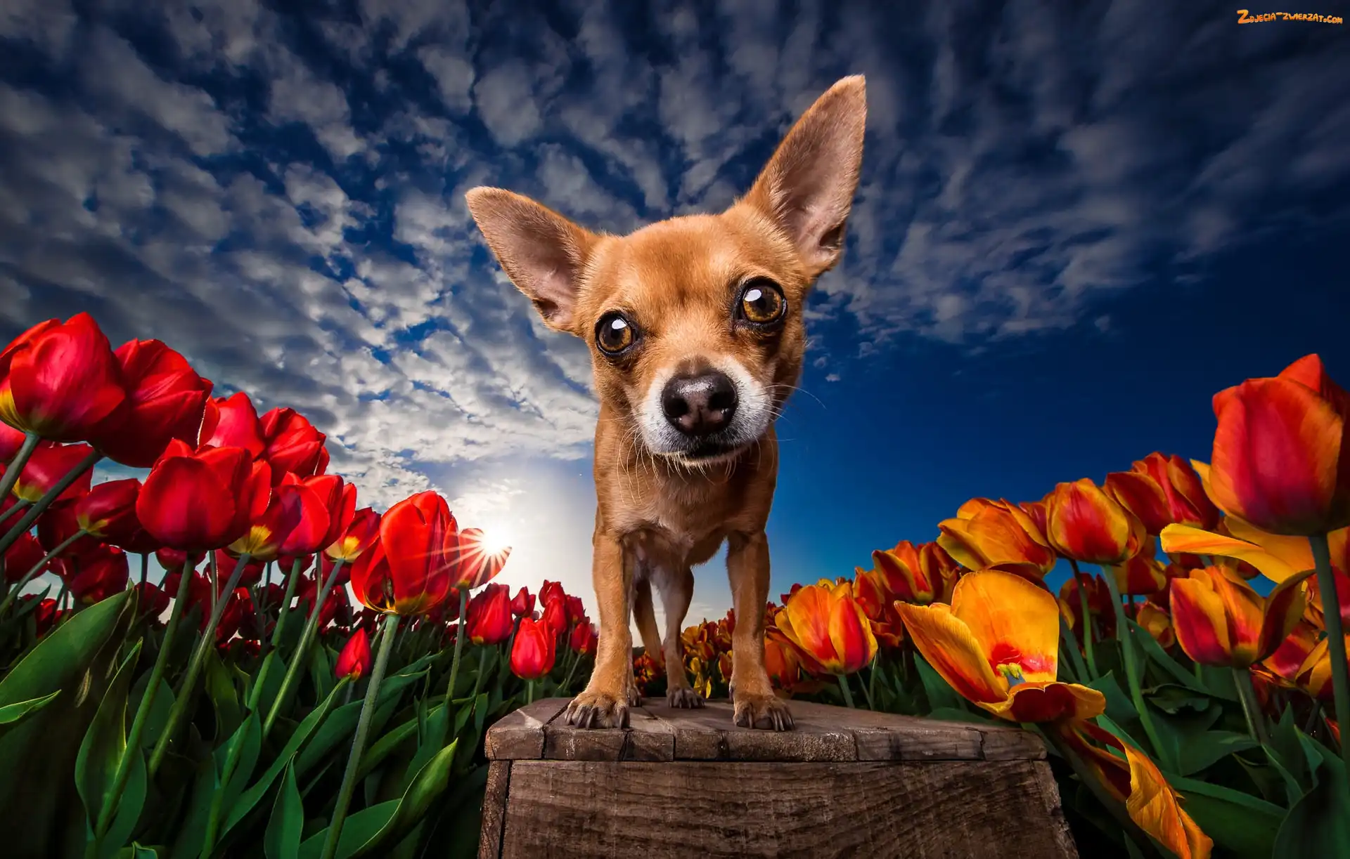 Zbliżenie, Pies, Promienie słońca, Tulipany, Chihuahua, Kwiaty