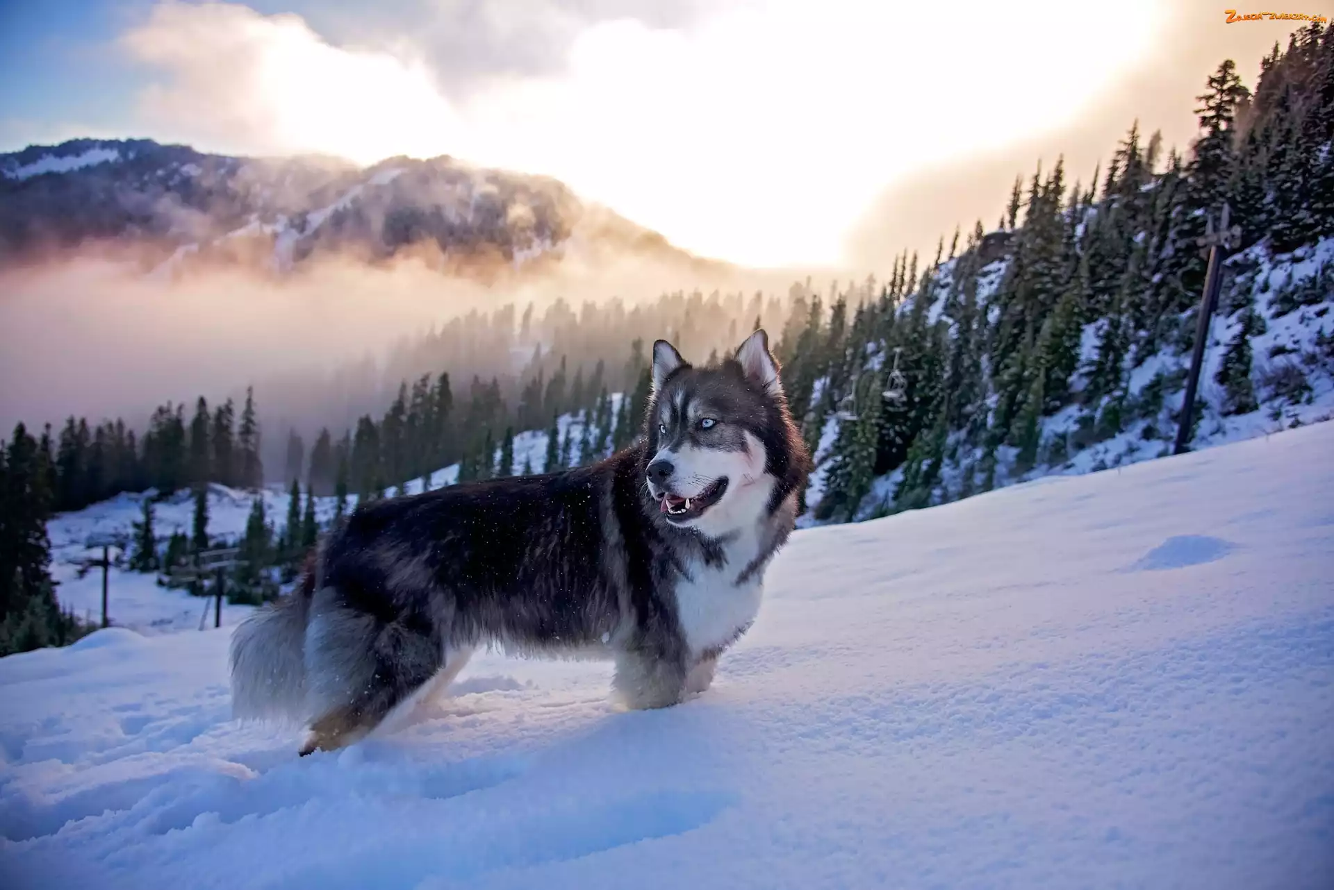 Zima, Pies, Las, Mgła, Siberian Husky, Góry