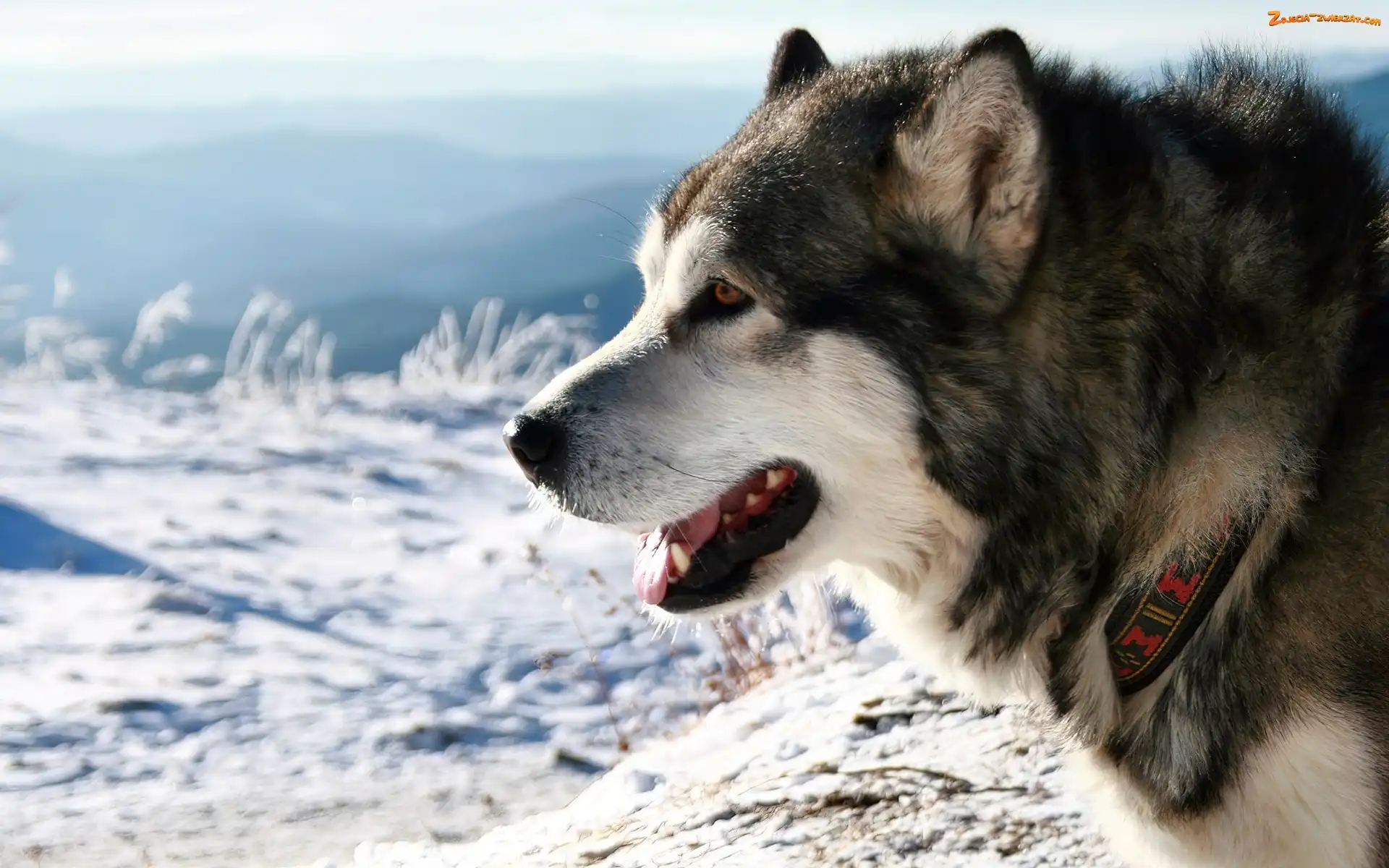 Zima, Alaskan, Malamute