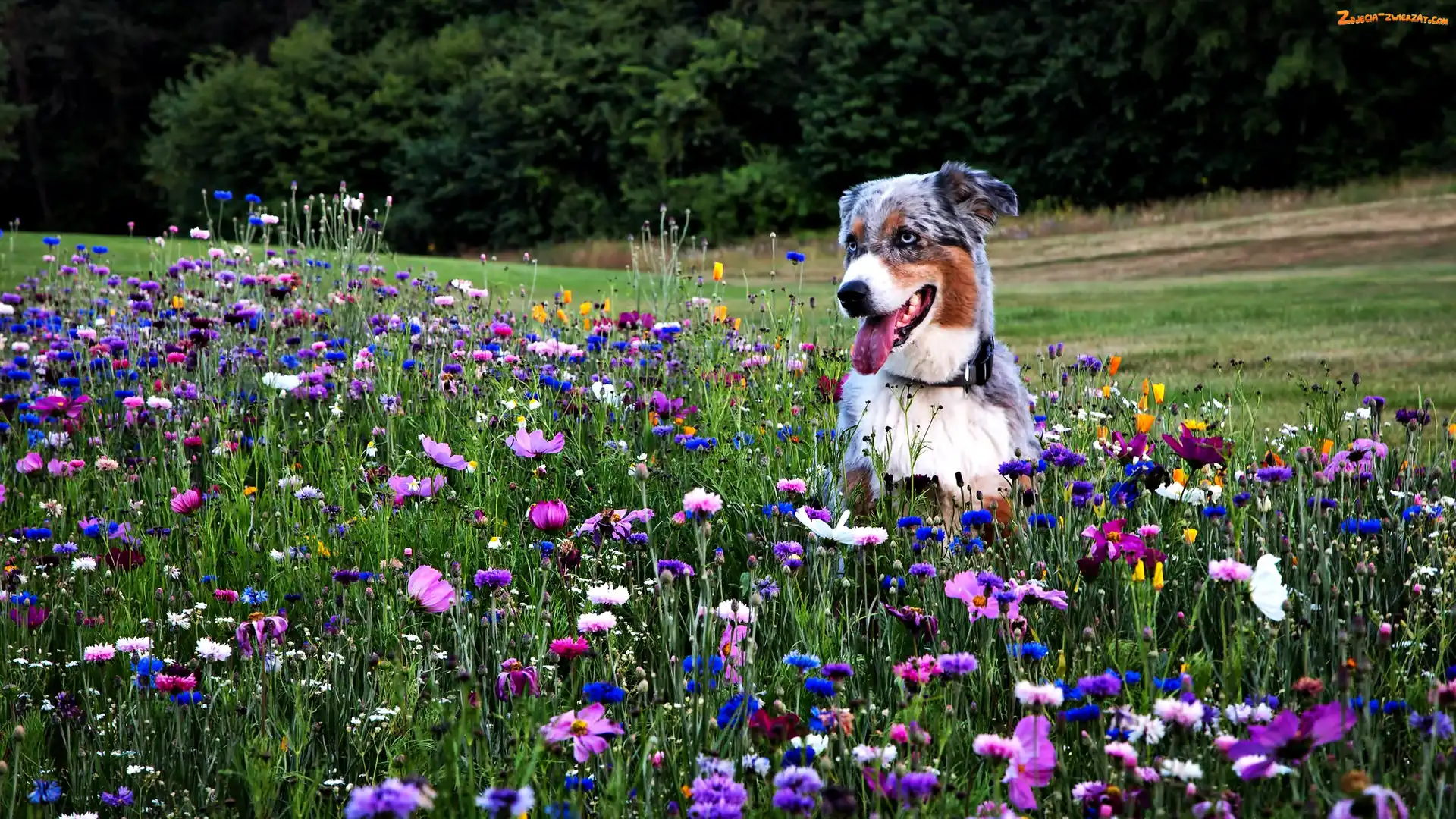 Łąka, Owczarek australijski-australian shepherd