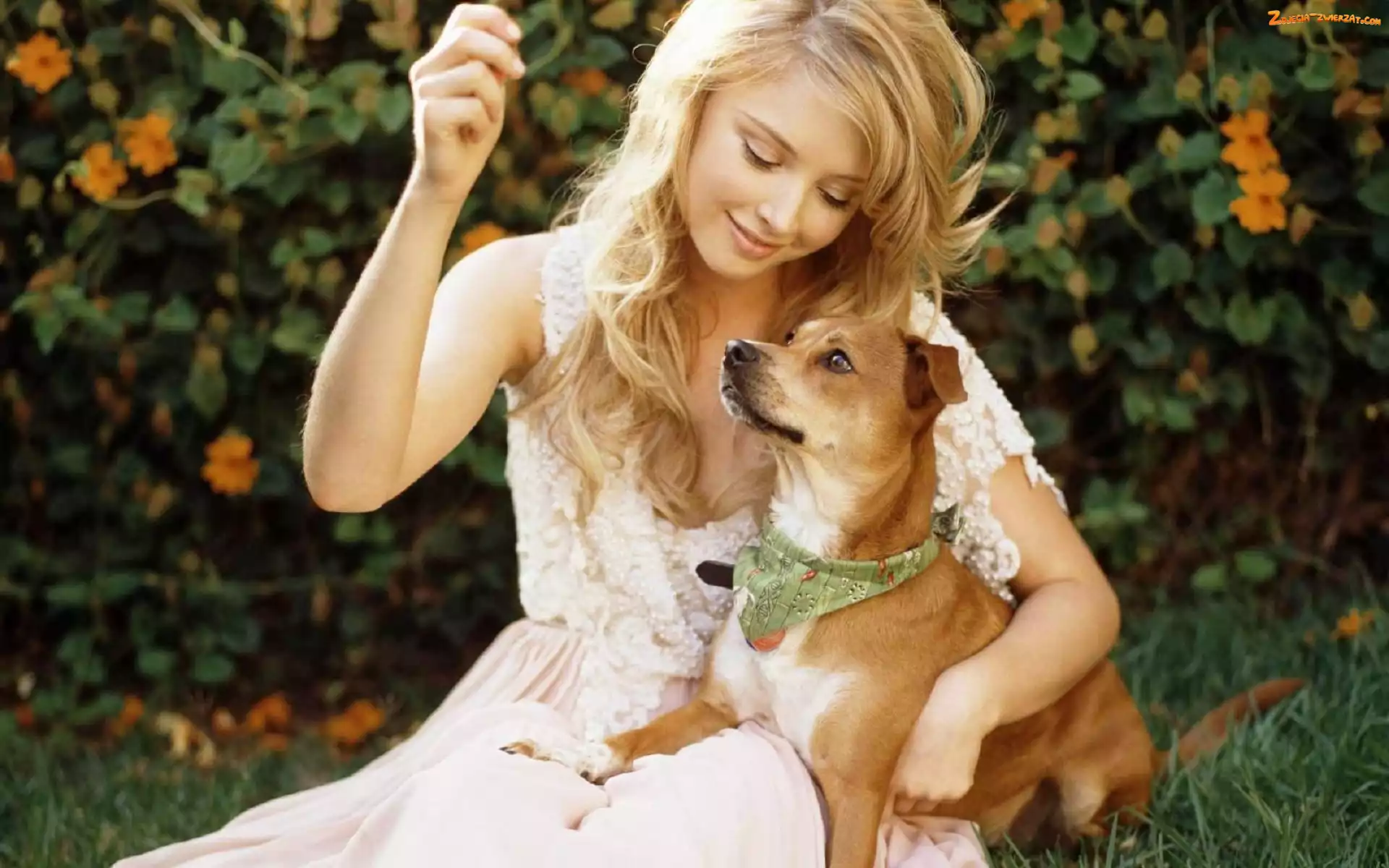 Piesek, Elisabeth Harnois, Blondynka