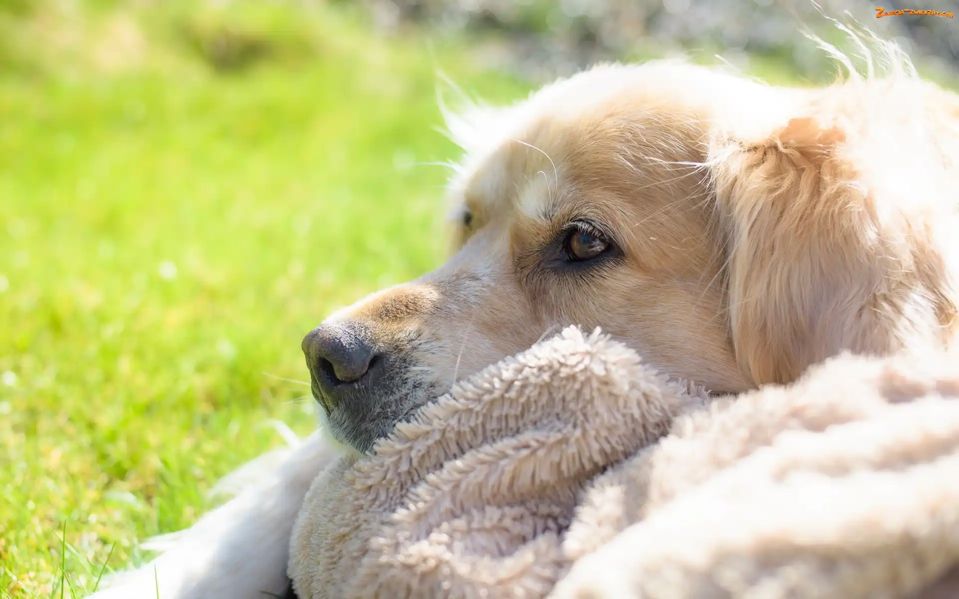 Golden Retriever, Piesek, Kocyk