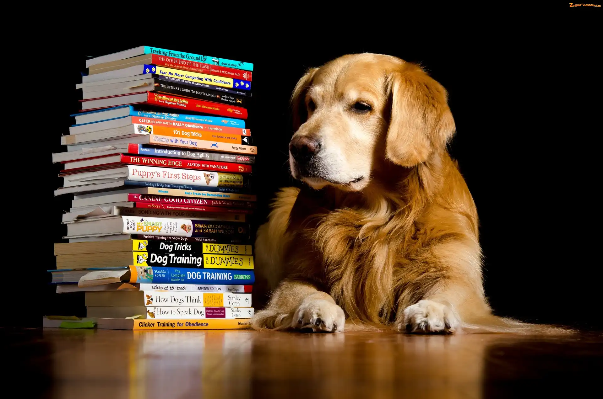 Książki, Pies, Golden retriever