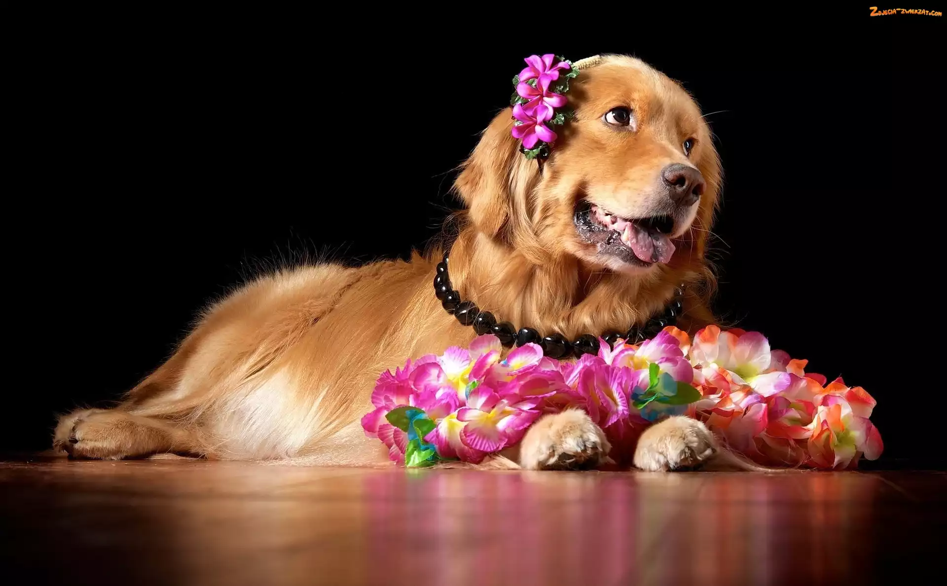 Golden Retriever, Piesek, Kwiaty