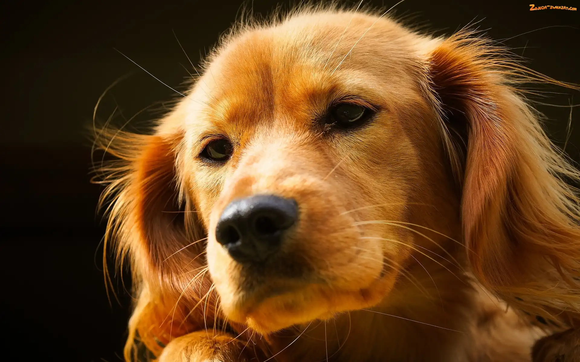 Golden Retriever, Piesek, Mordka
