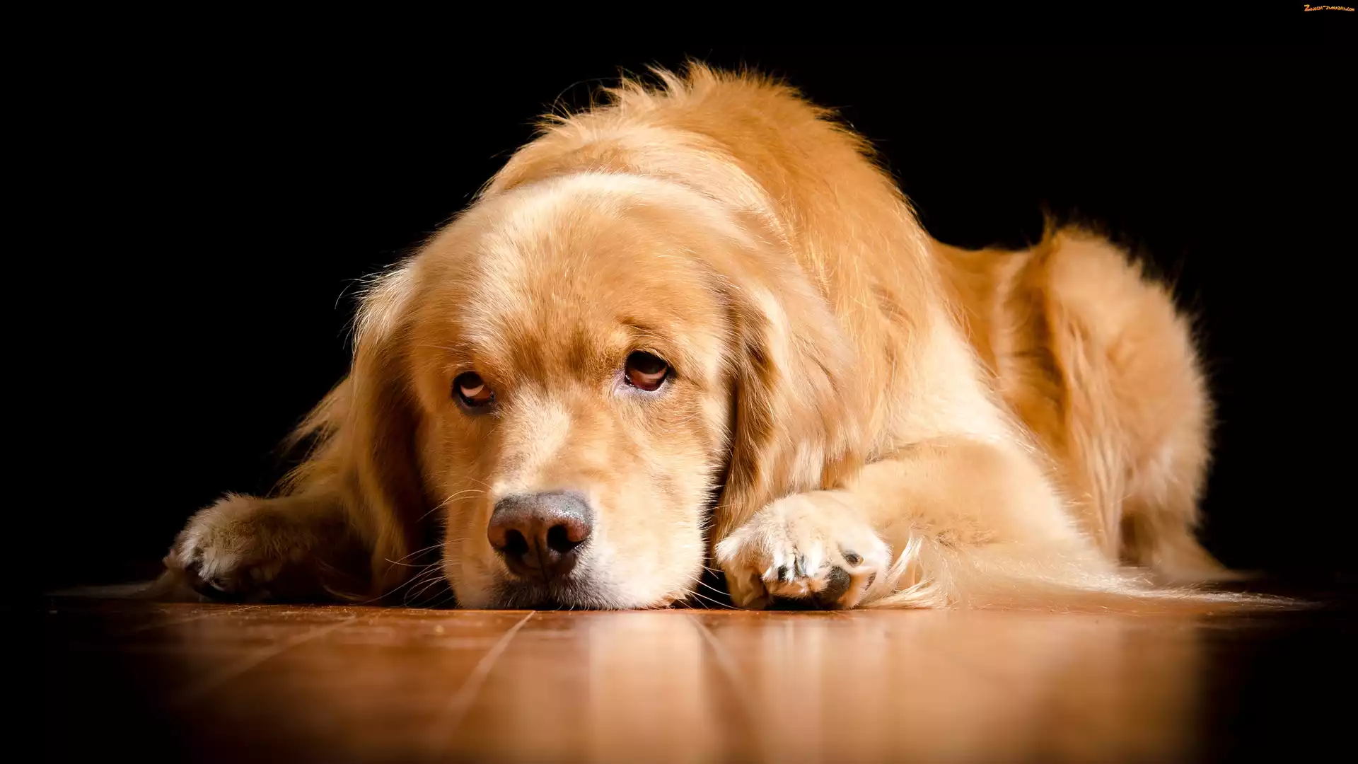 Smutna, Golden Retriever, Pies, Mordka