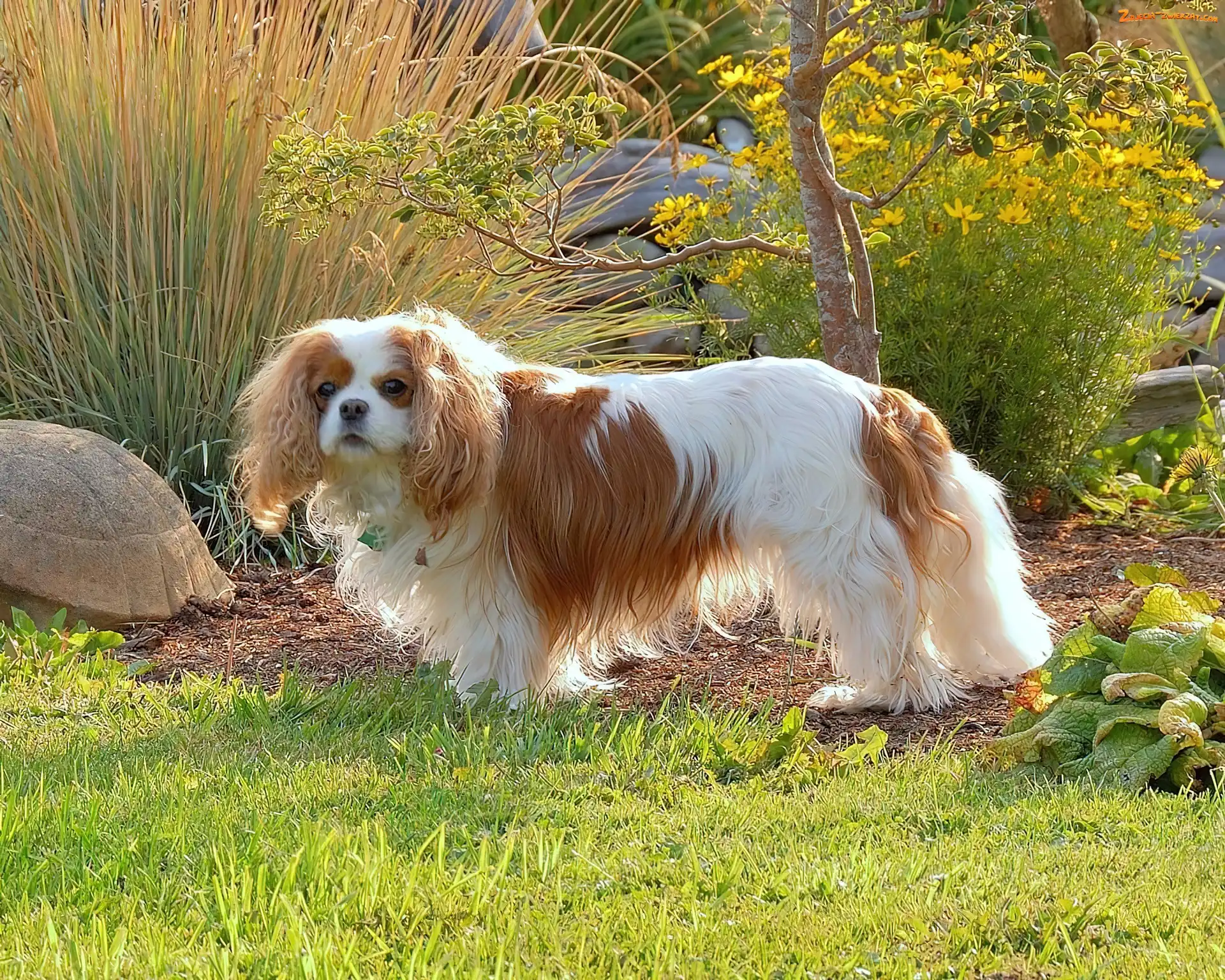 Toy Spaniel Angielski, Piesek