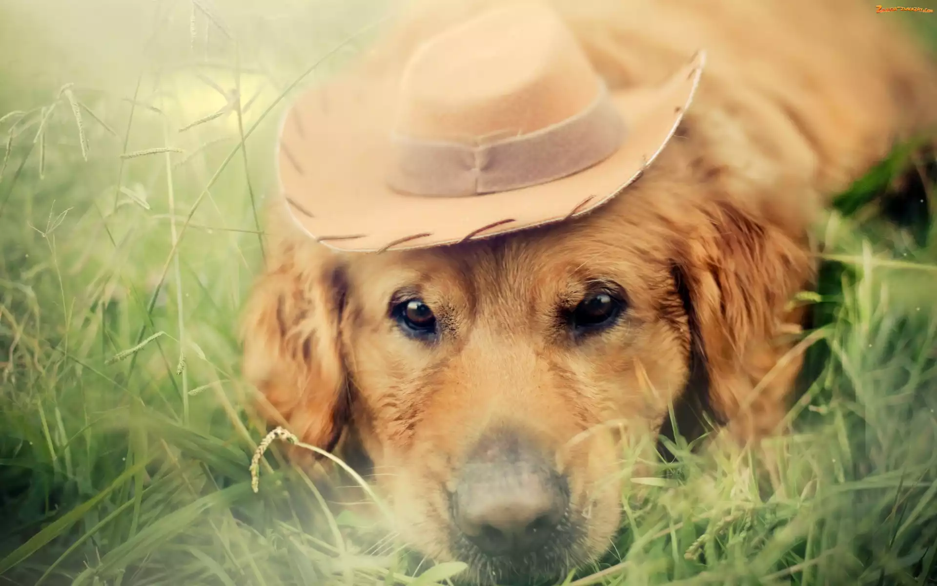 Golden retriever, Trawa, Pies, Kapelusz