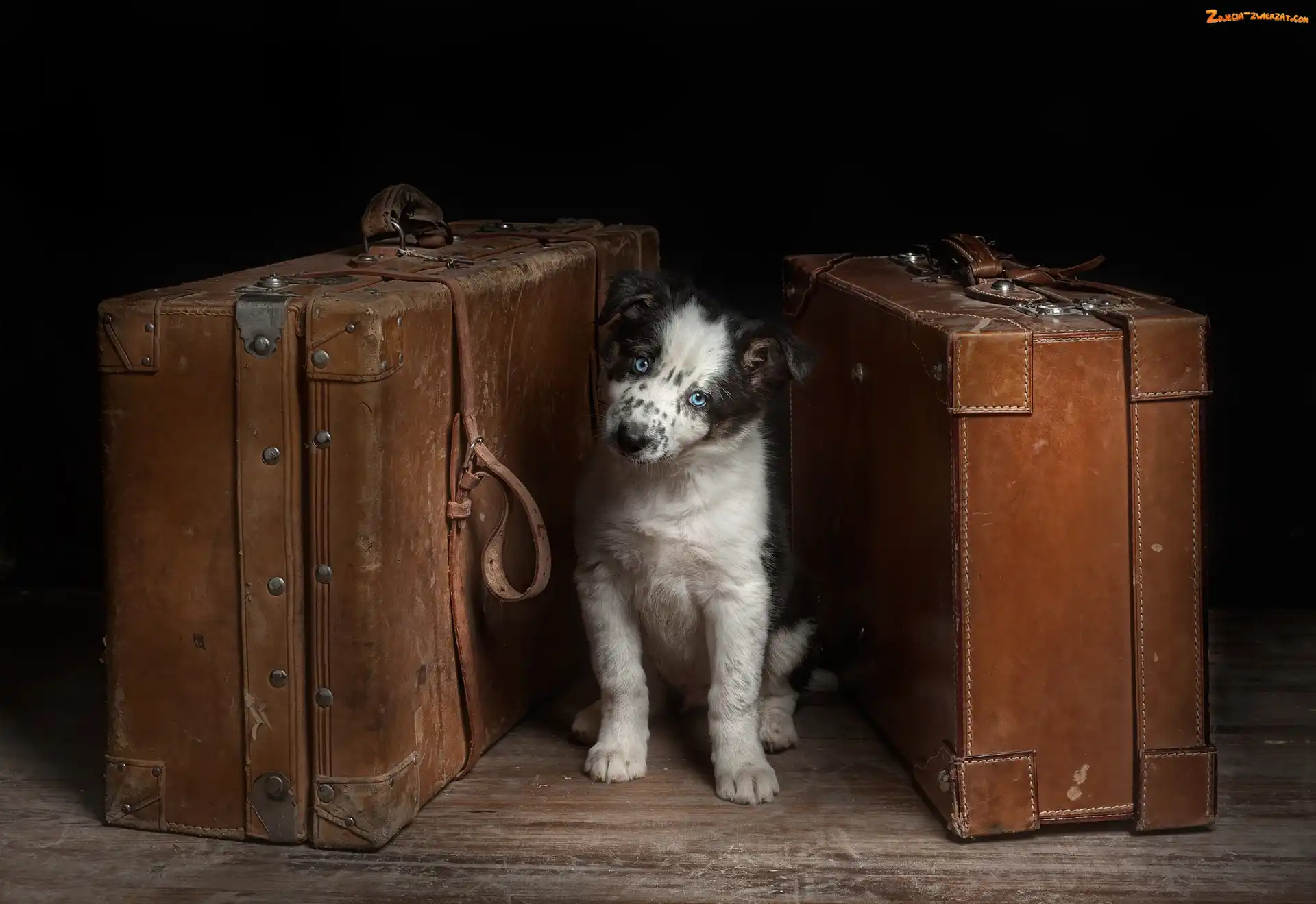 Owczarek australijski-australian shepherd, Walizki, Pies