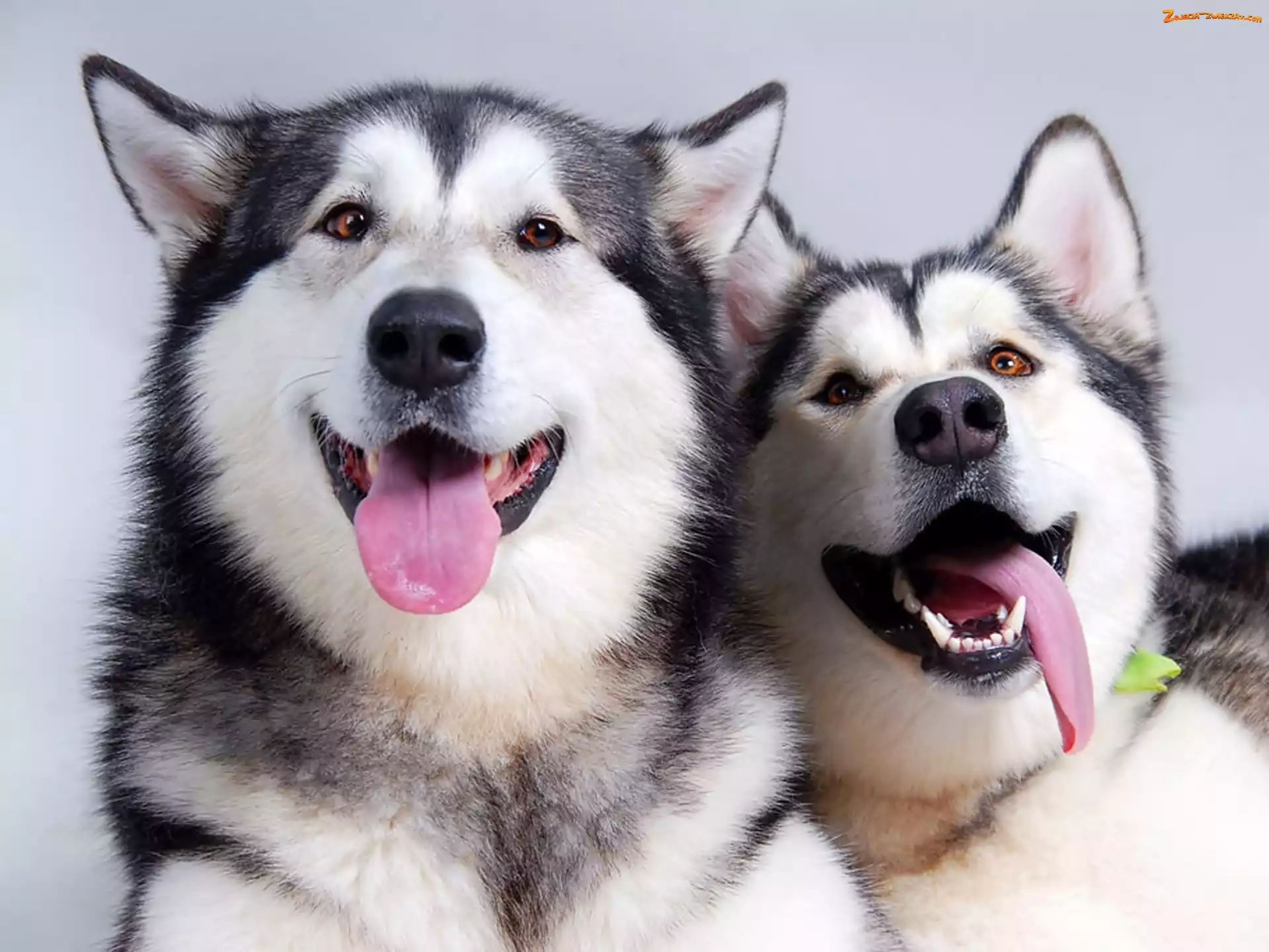 Pieski, Języki, Dwa, Alaskan Malamute