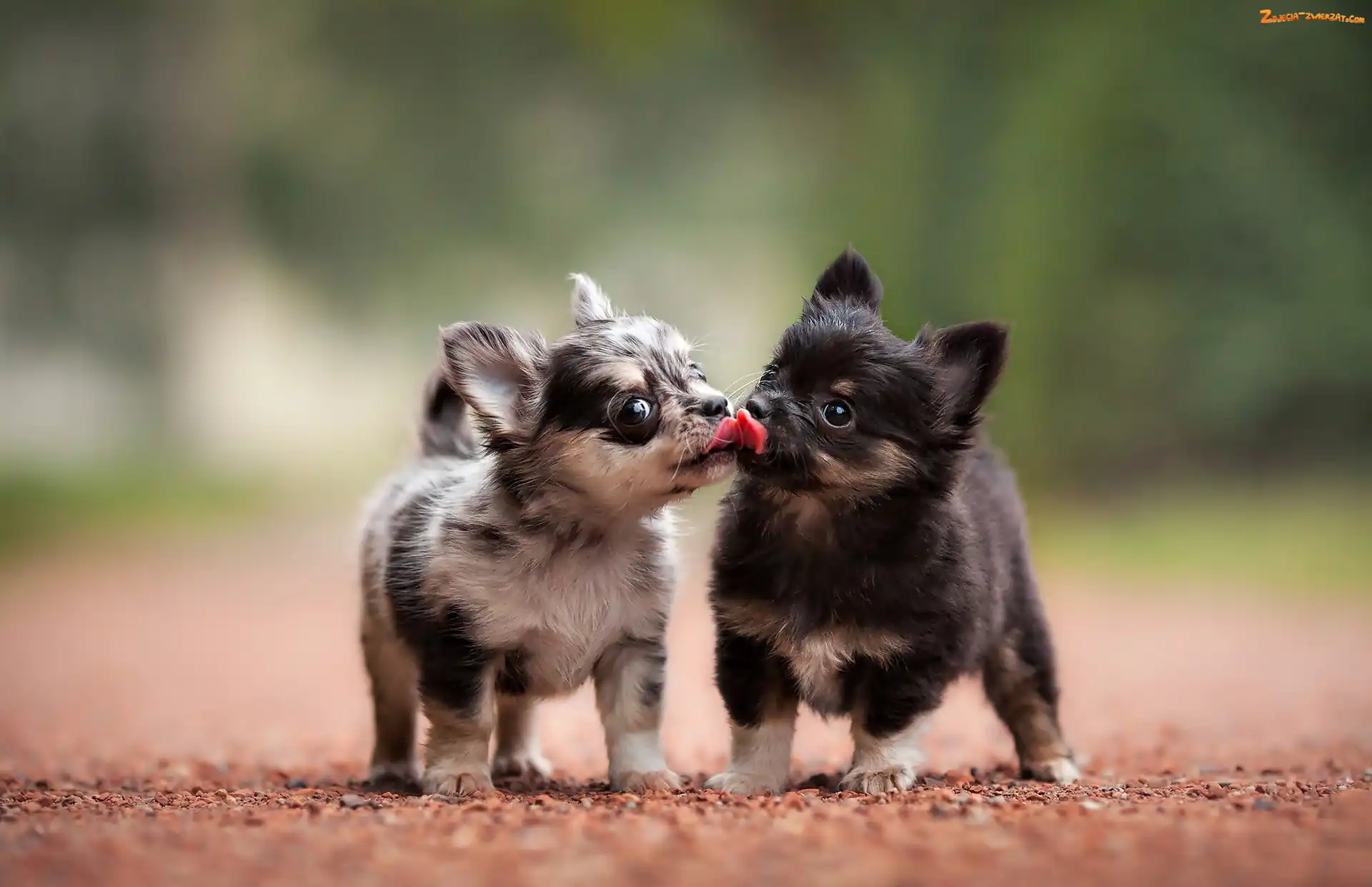 Zdjęcie Pieski Szczeniaczki Chihuahua Słodkie