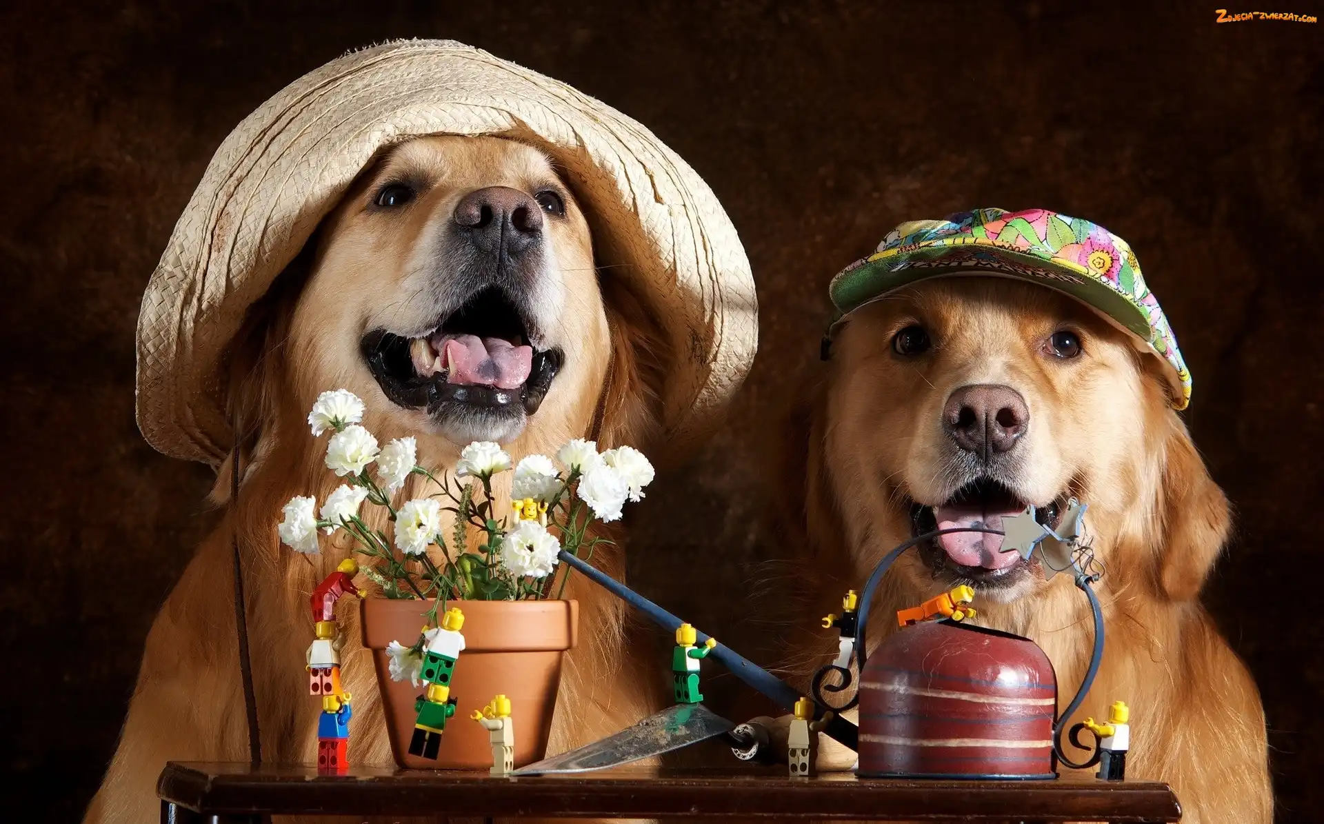 Kwiaty, Czapki, Psy, Dwa, Golden retrievery