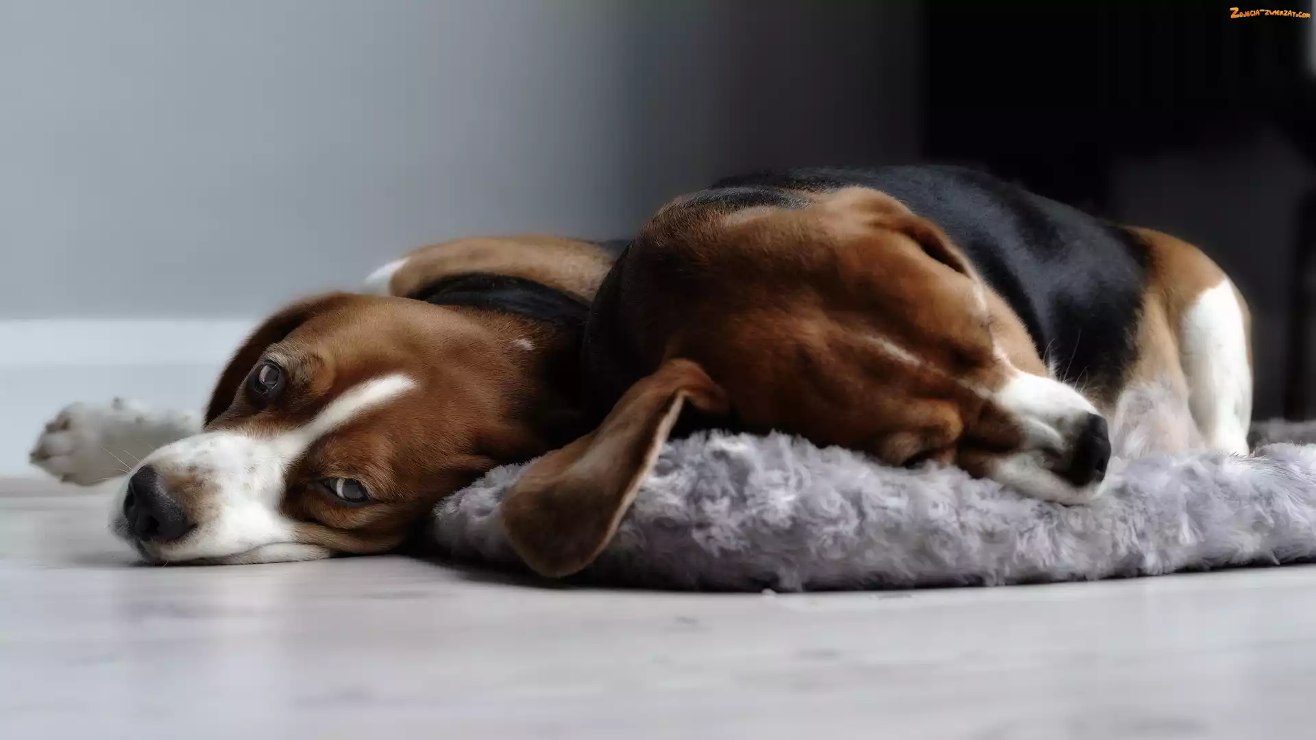 Pieski, Podłoga, Dwa, Beagle