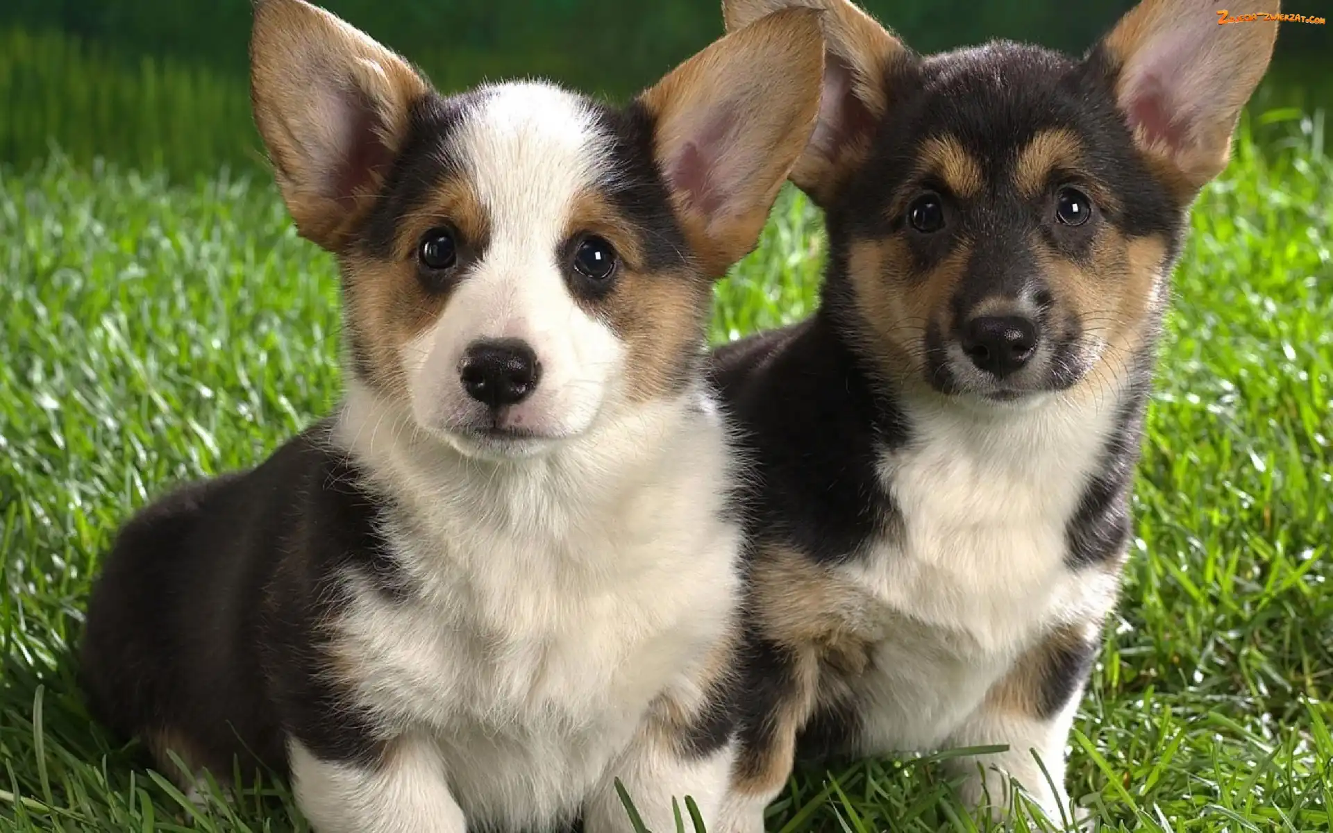 Pieski, Trawa, Dwa, Corgi