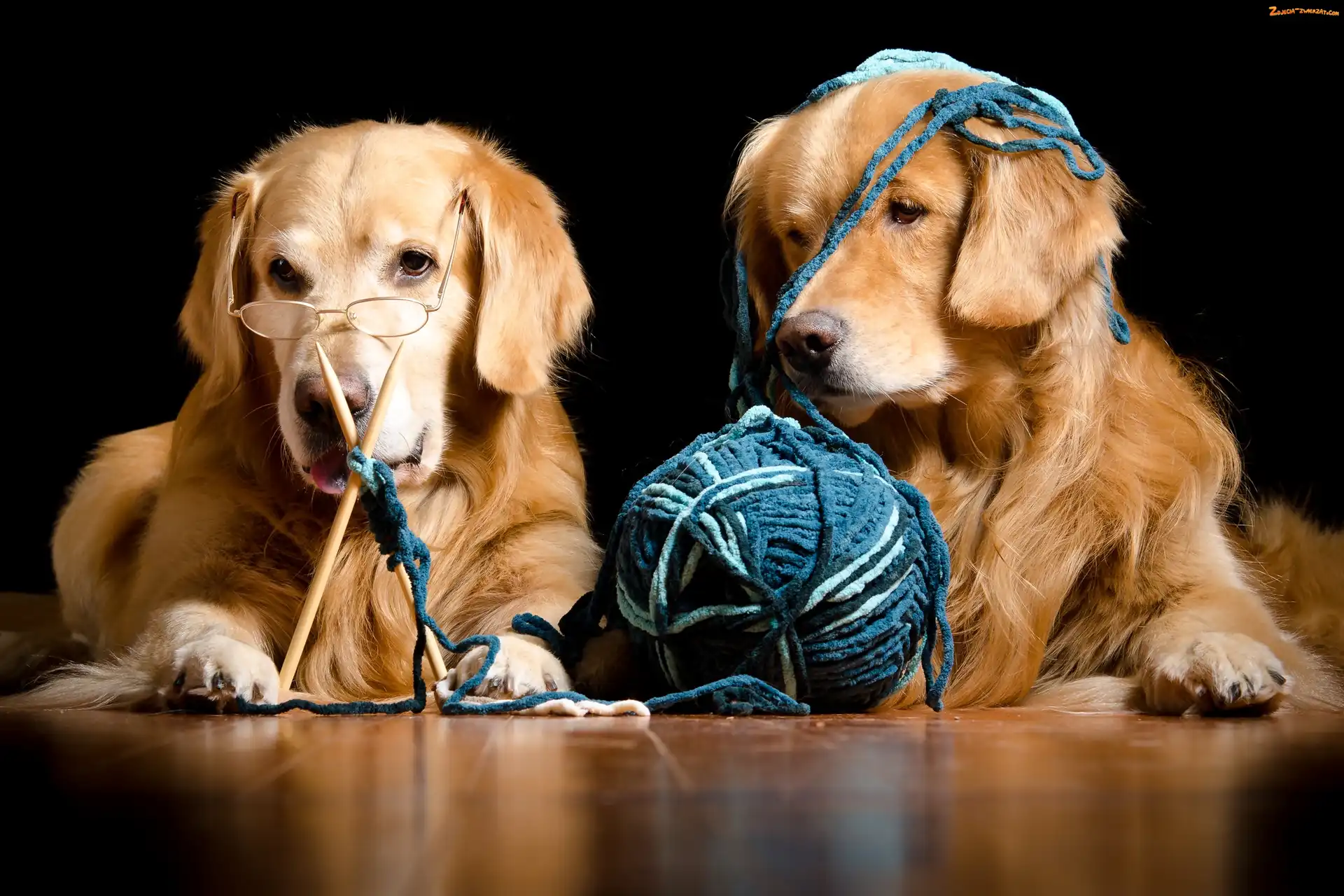 Włóczka, Okulary, Psy, Dwa, Golden retrievery