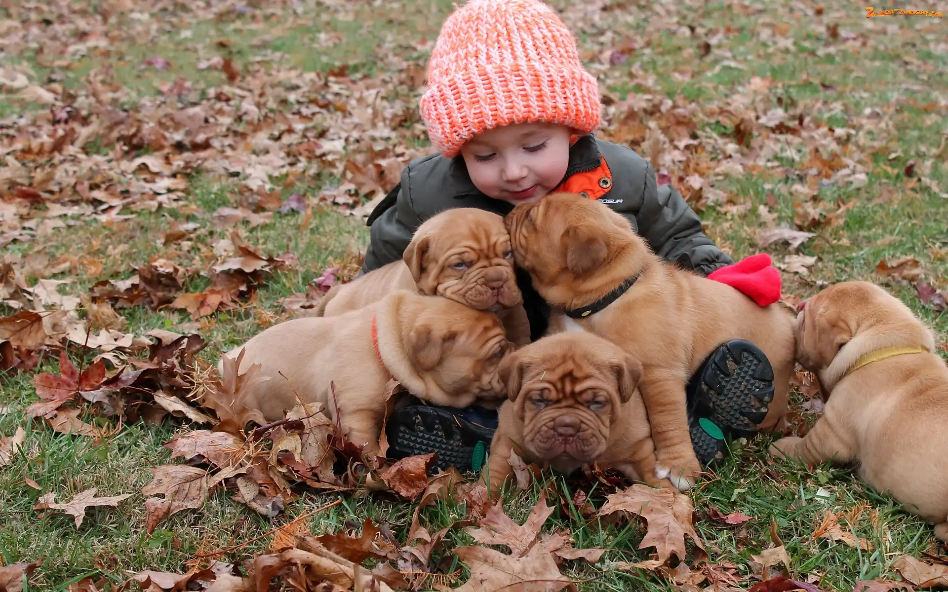 Pieski, Dog de Bordeaux, Dziecko, Szczeniaki
