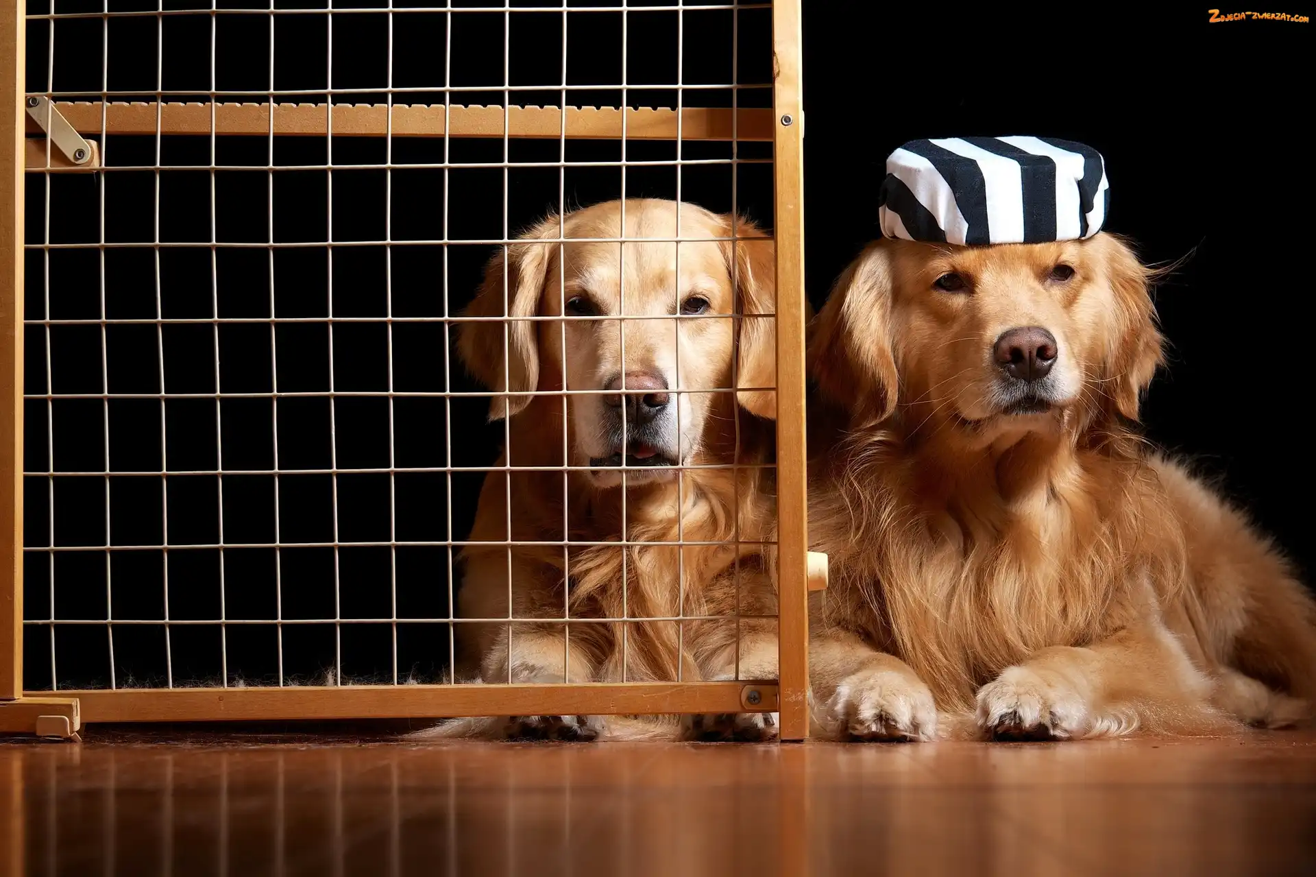 Pieski, Krata, Dwa, Golden Retriever