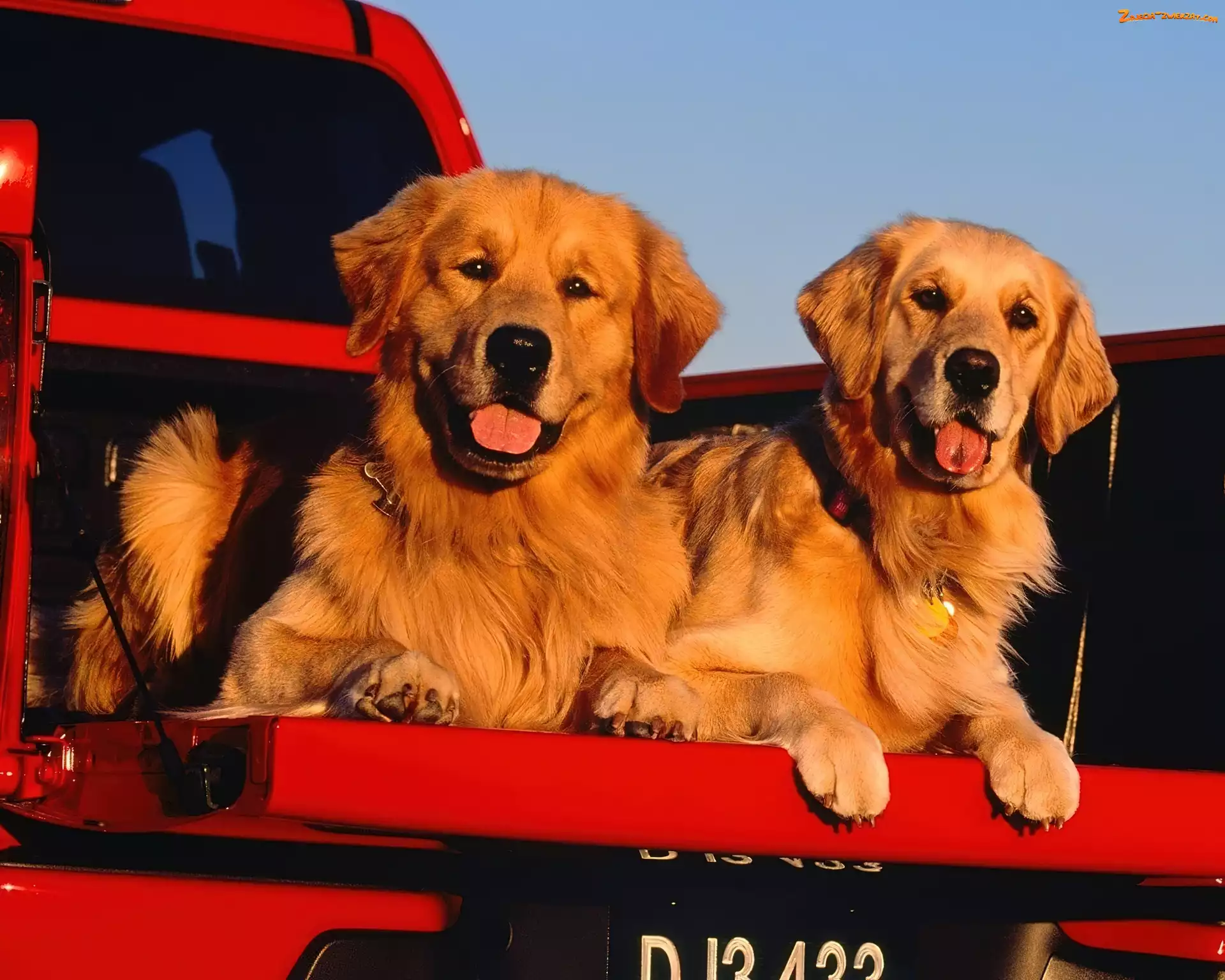 Pieski, Samochód, Dwa, Golden Retriever