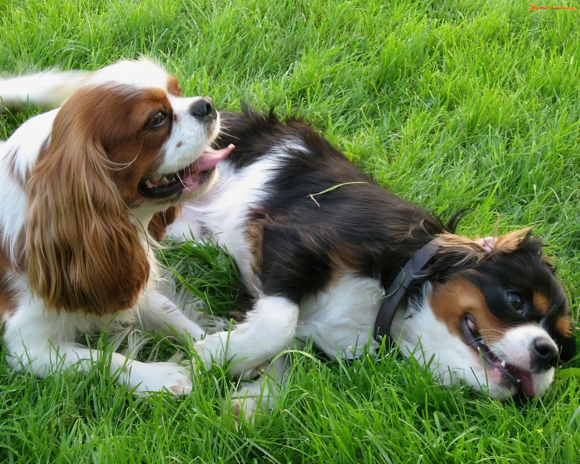 Dwa, Pieski, Trawa, Toy Spaniel Angielski