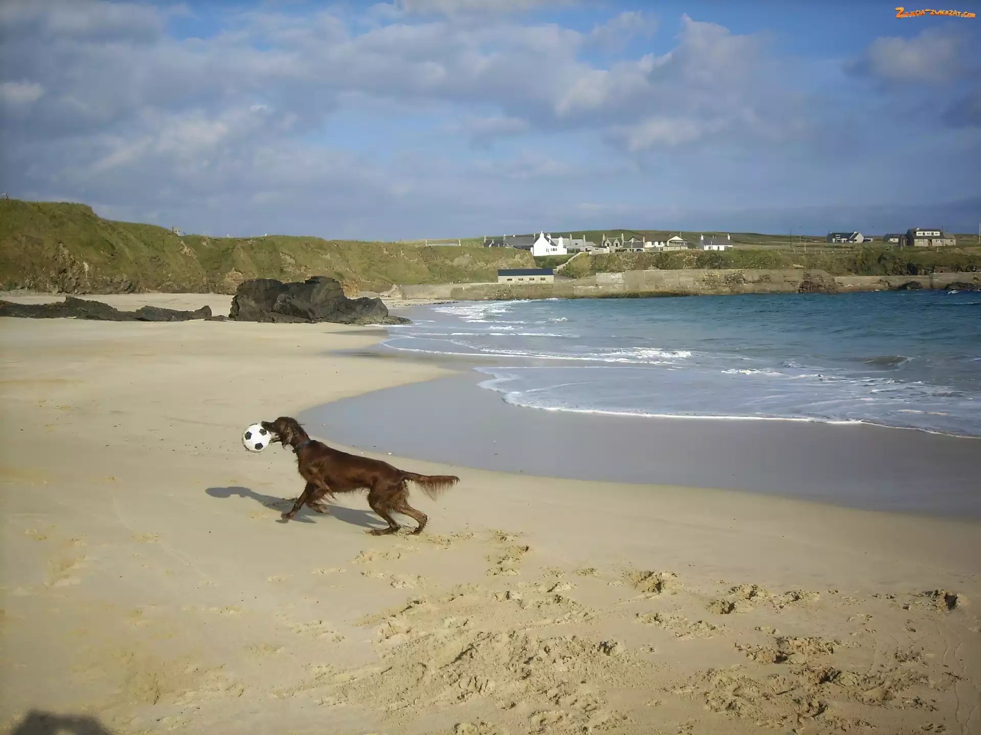 piłka, Seter irlandzki, plaża