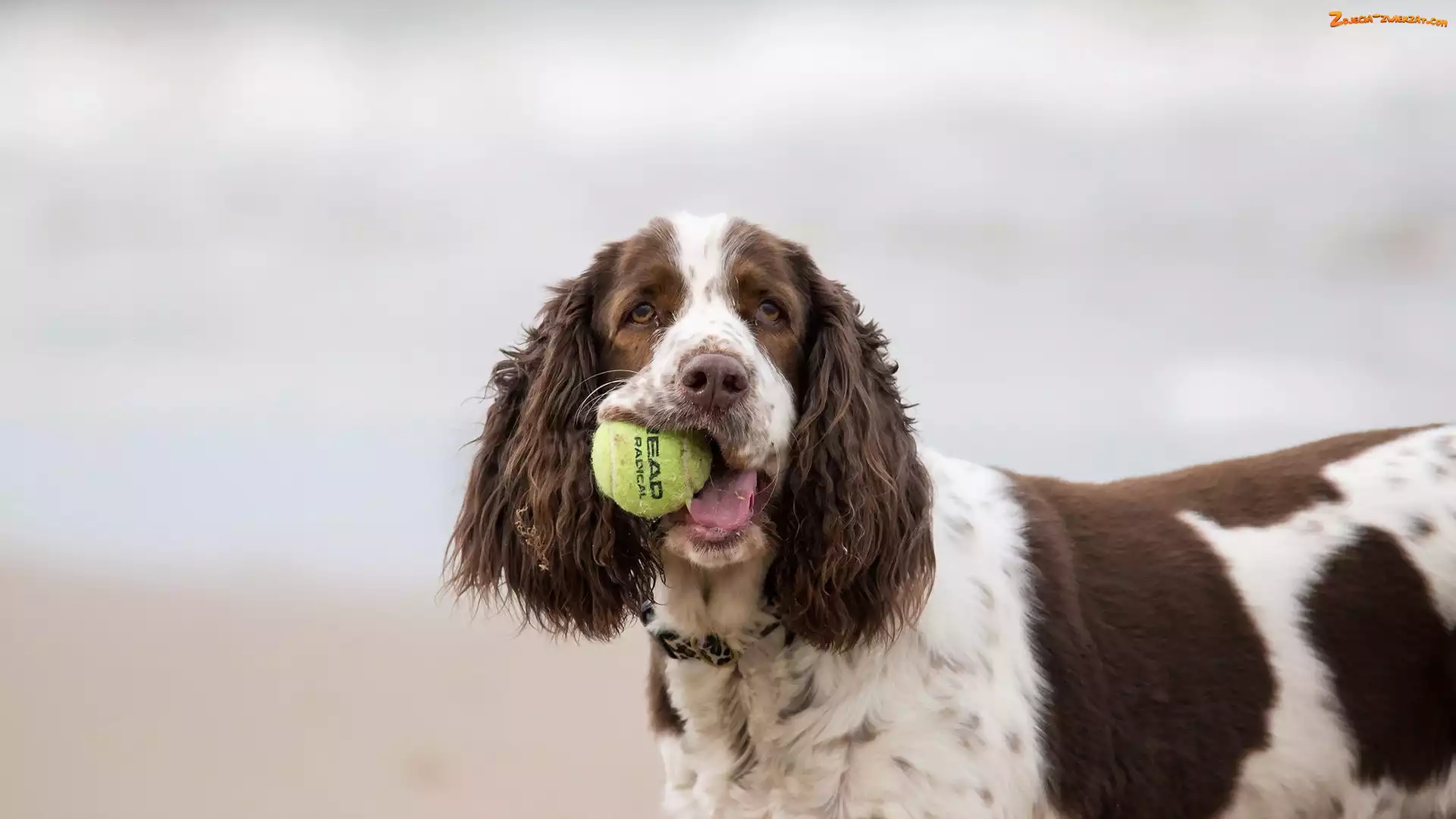 Piłka, Cocer Spaniel, Piłeczka