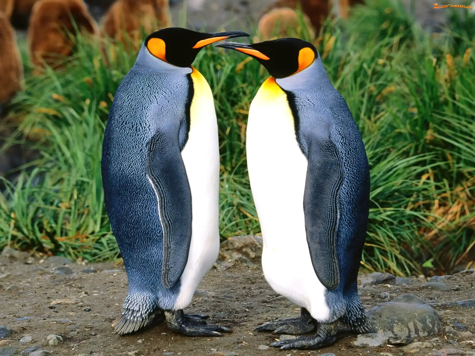 Pingwiny