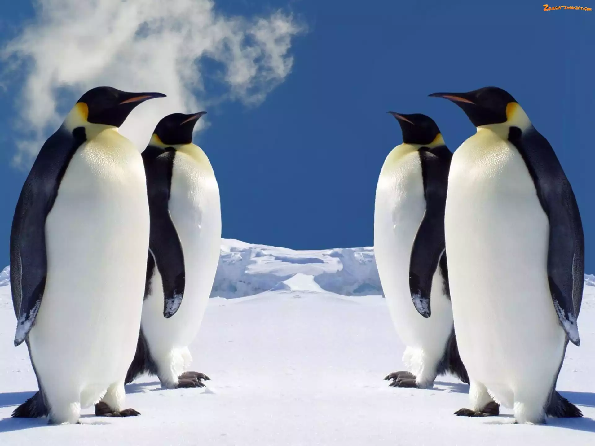 Pingwiny, Lód, Cztery, Śnieg