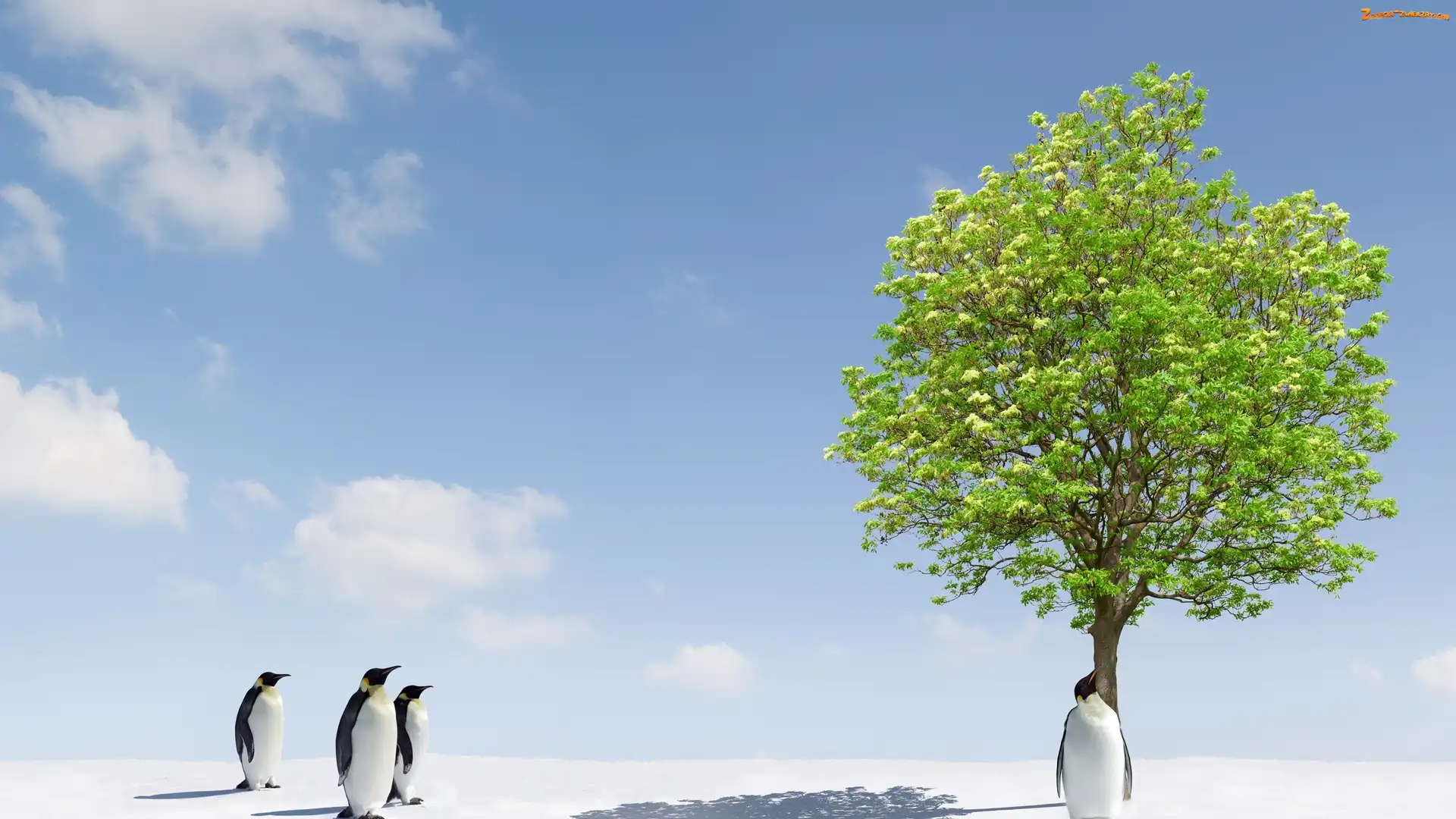 Pingwiny, Drzewo