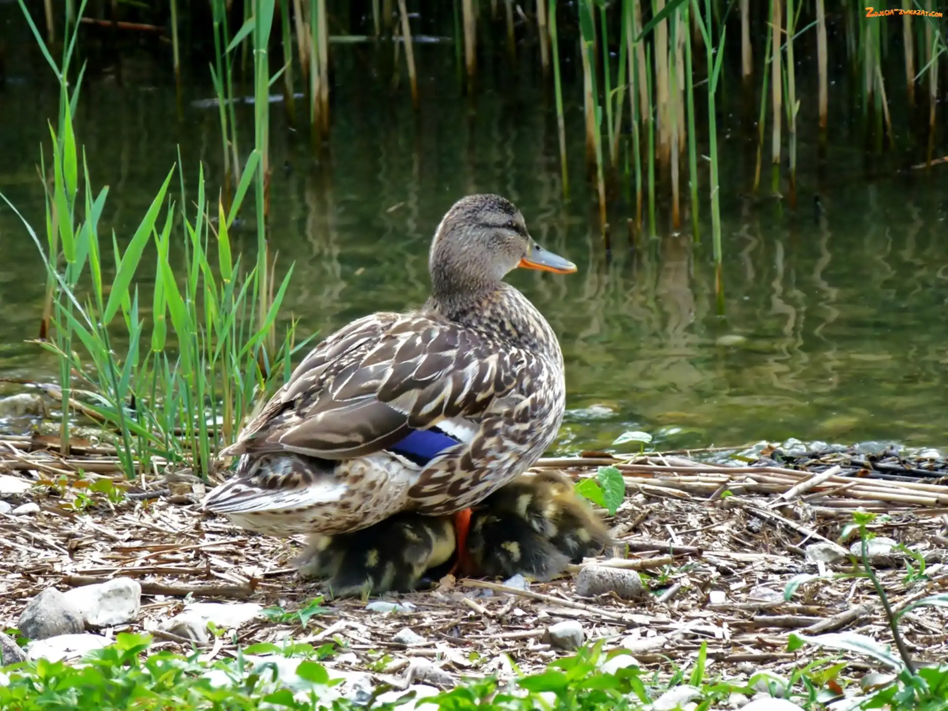 Pisklęta, Rośliny, Kaczka, Woda